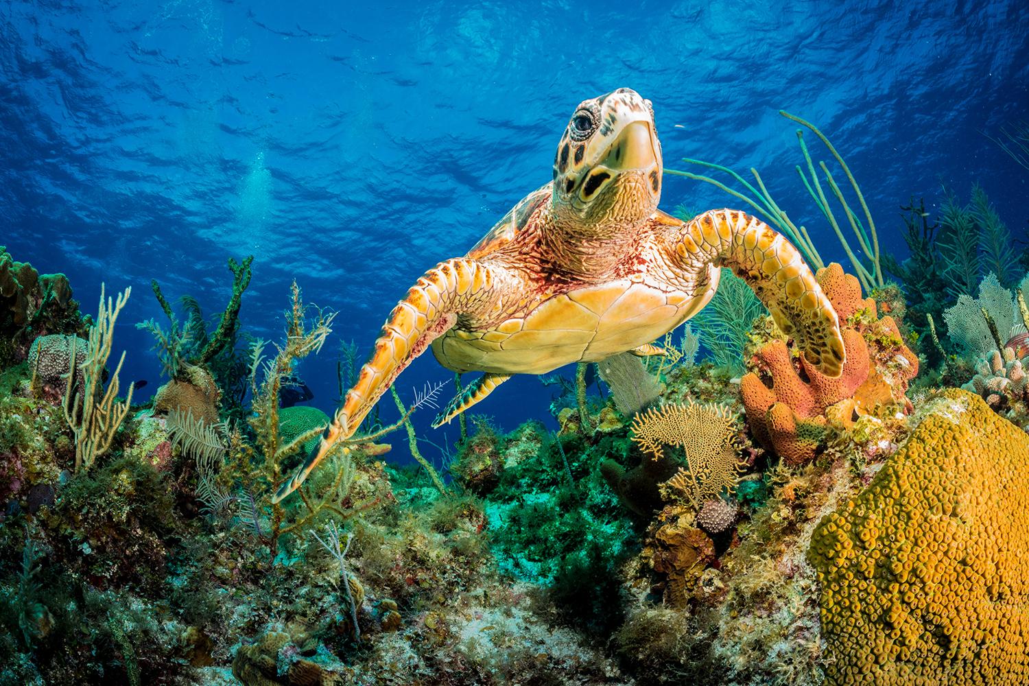 1500x1000 Photo Wallpaper Hawksbill Turtle Swimming Through Caribbean Reef