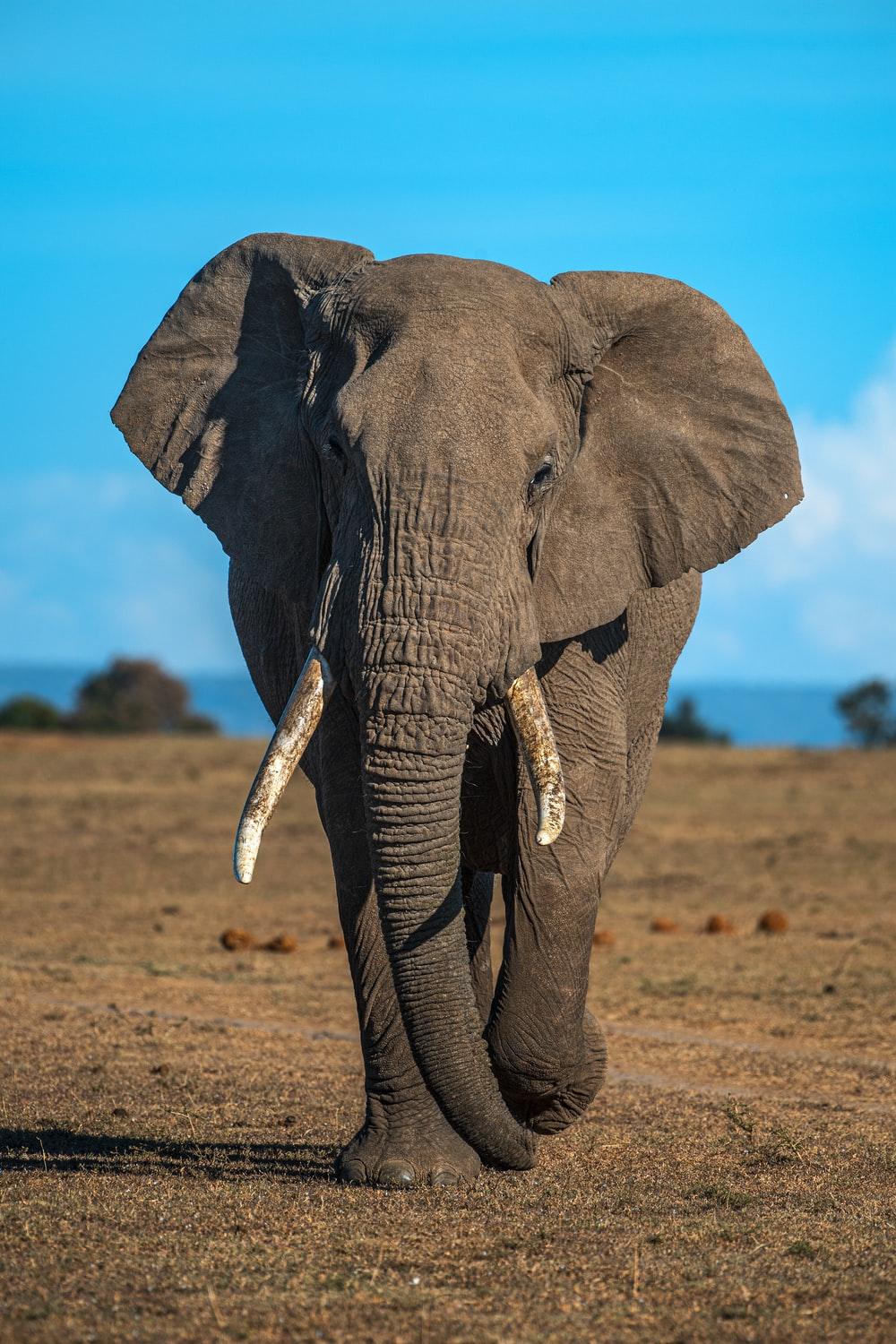 1000x1500 Elephant Wallpaper: Free HD Download [HQ]