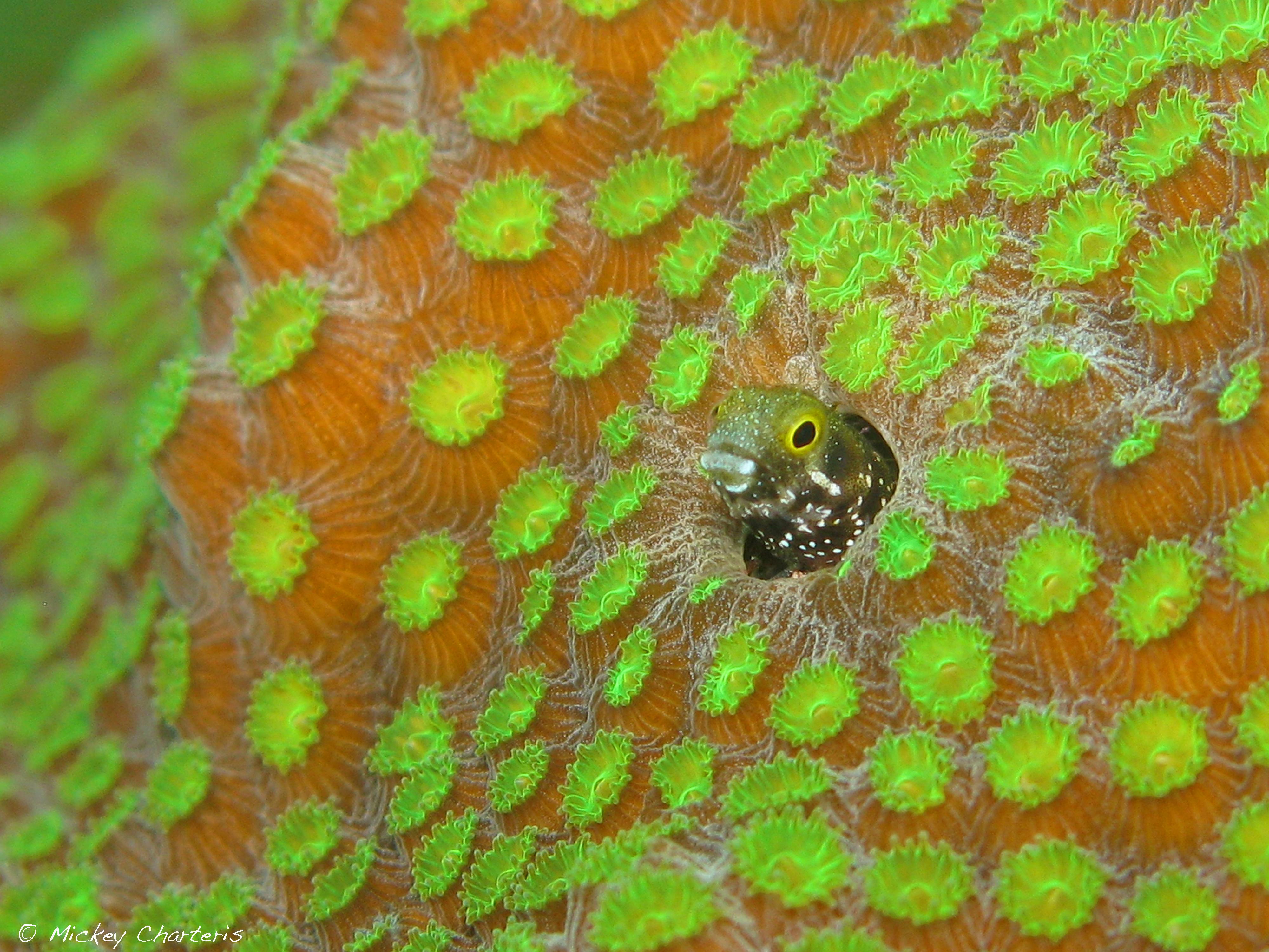 4000x3000 Free downloads of high resolution image from Caribbean Reef Life to use as wallpaper Reef Life