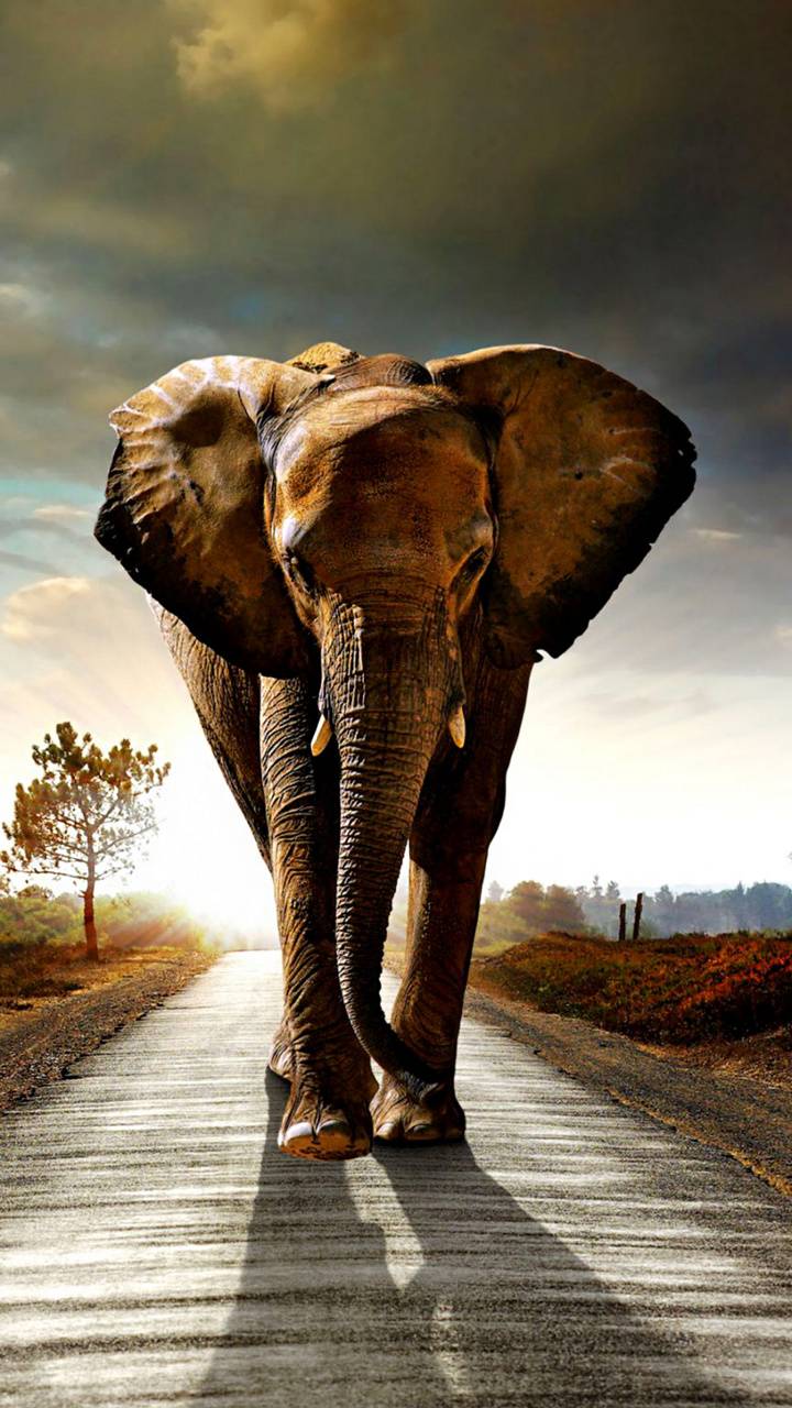 720x1280 Elephant Wallpaper