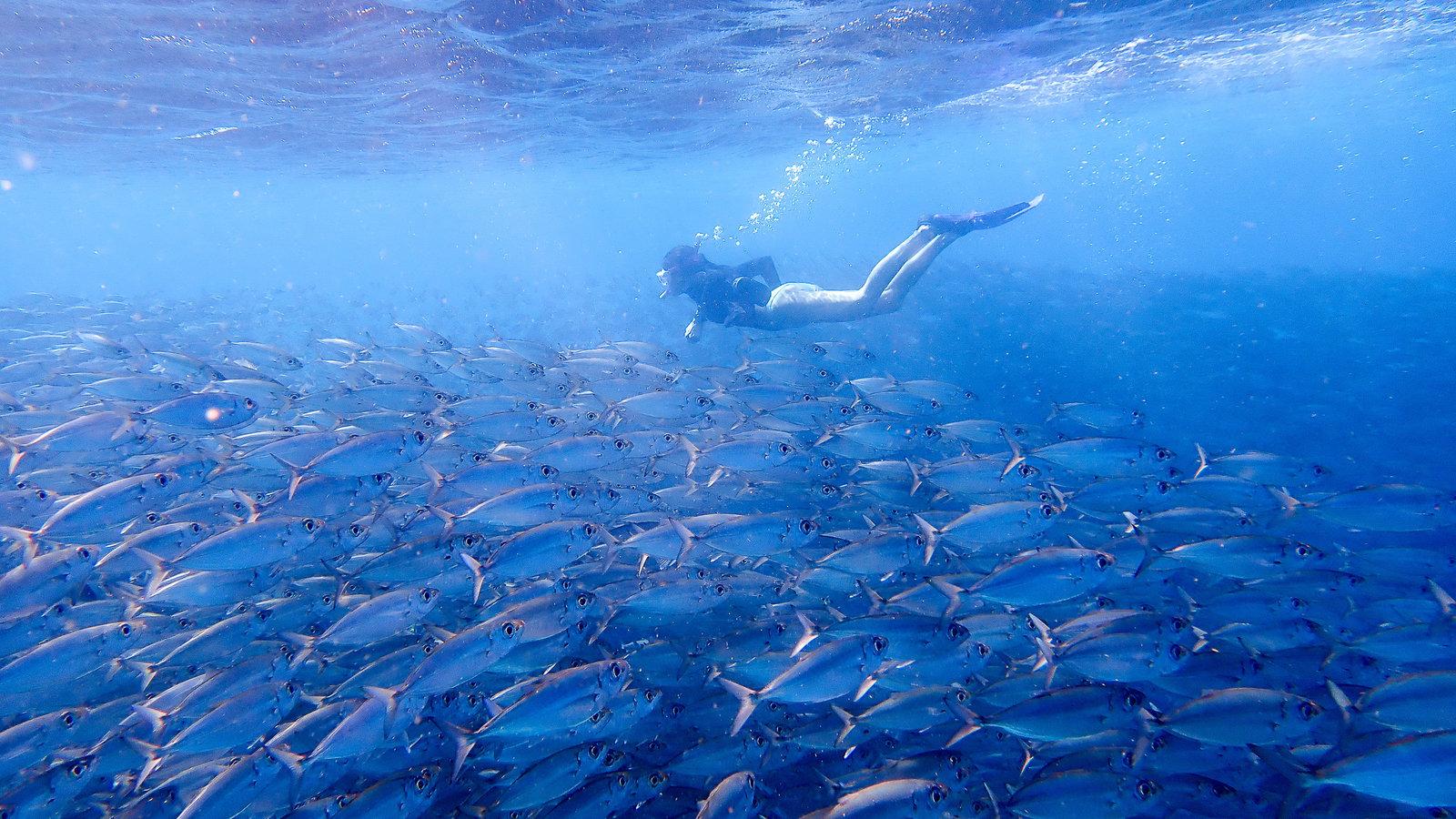 1600x900 Bonaire: Where Coral and Cactus Thrive, and the Sea Soothes the Soul