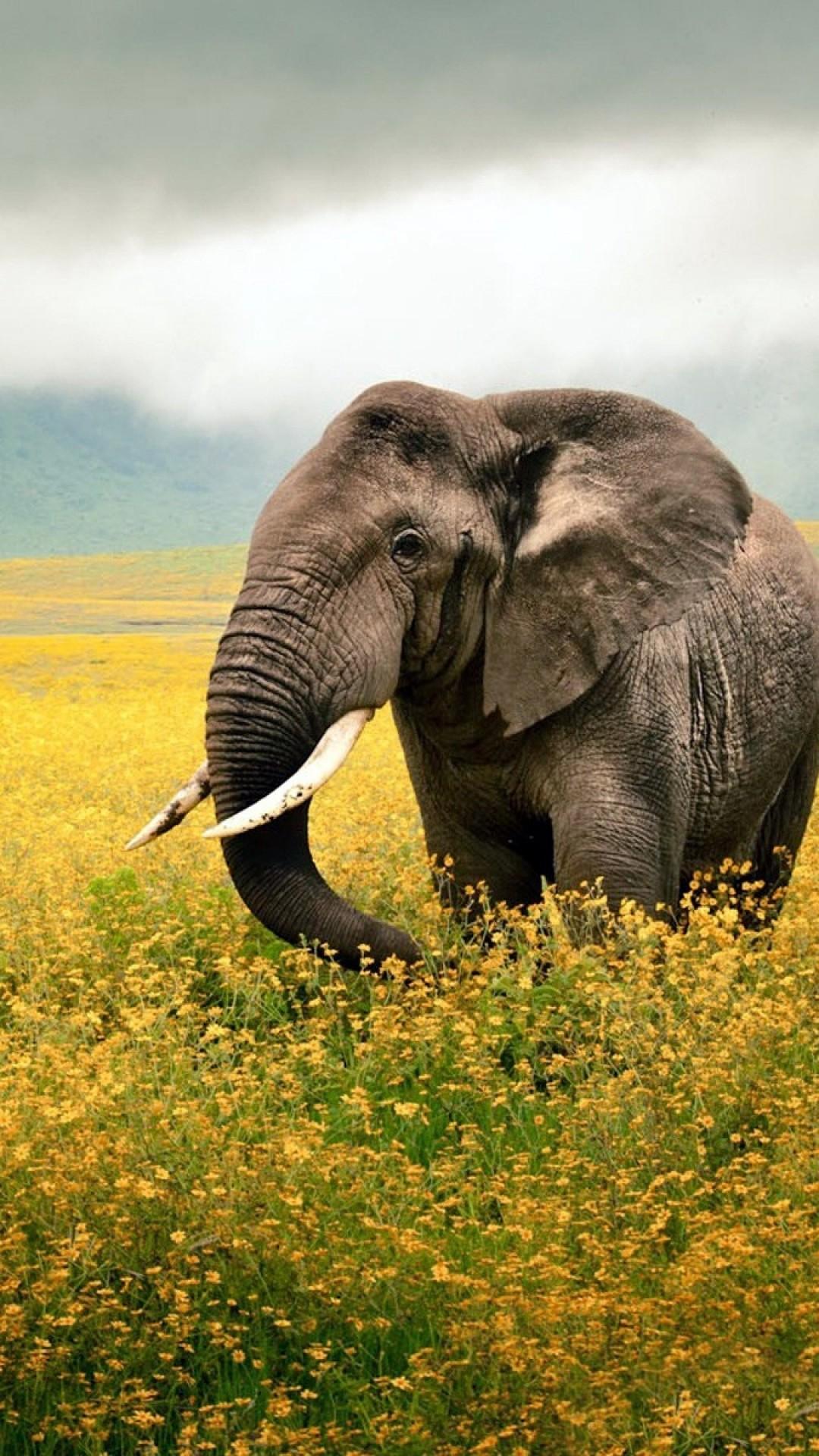 34 Best Elephant phone wallpaper ideas  elephant elephant love animals  wild