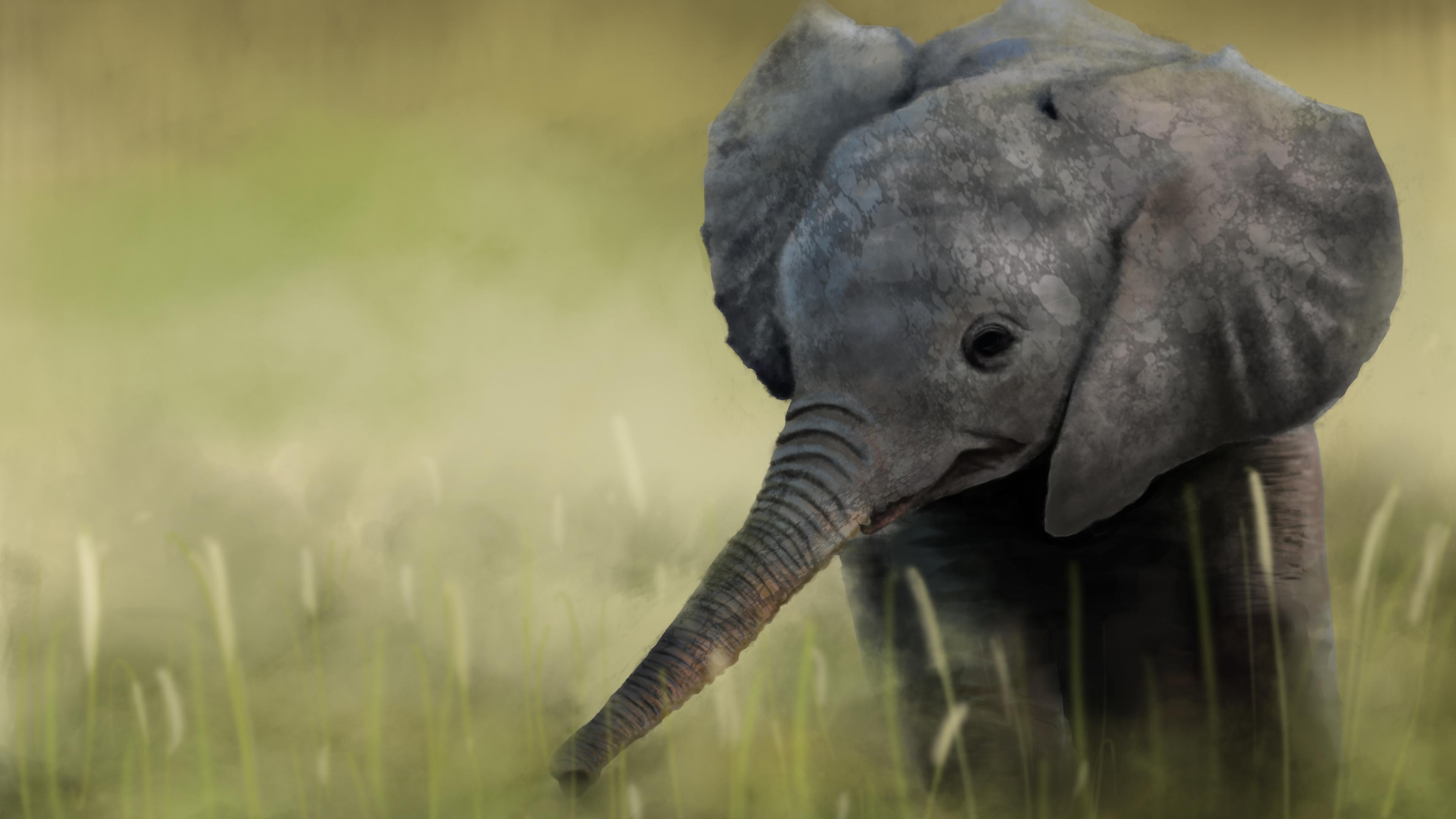 Baby Elephant Desktop Wallpapers Top Free Baby Elephant Desktop