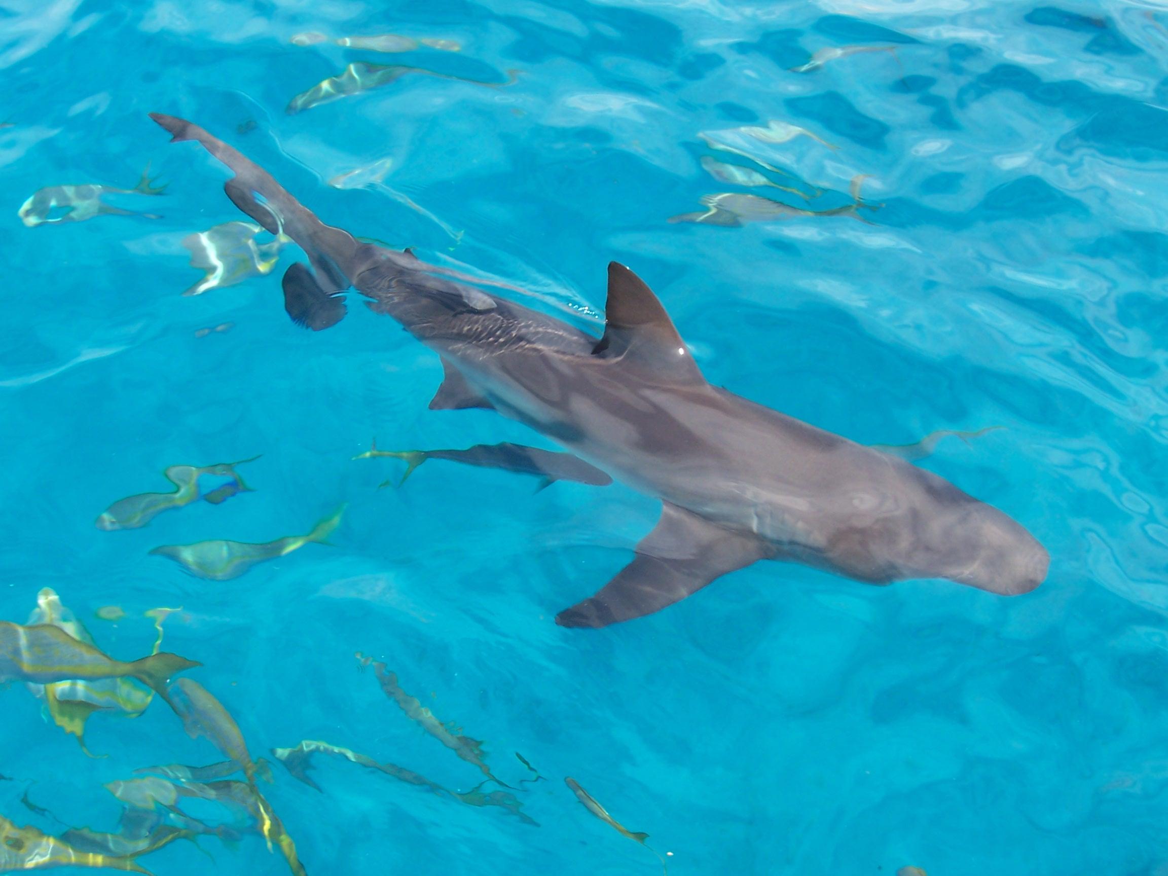 2304x1728 Caribbean reef