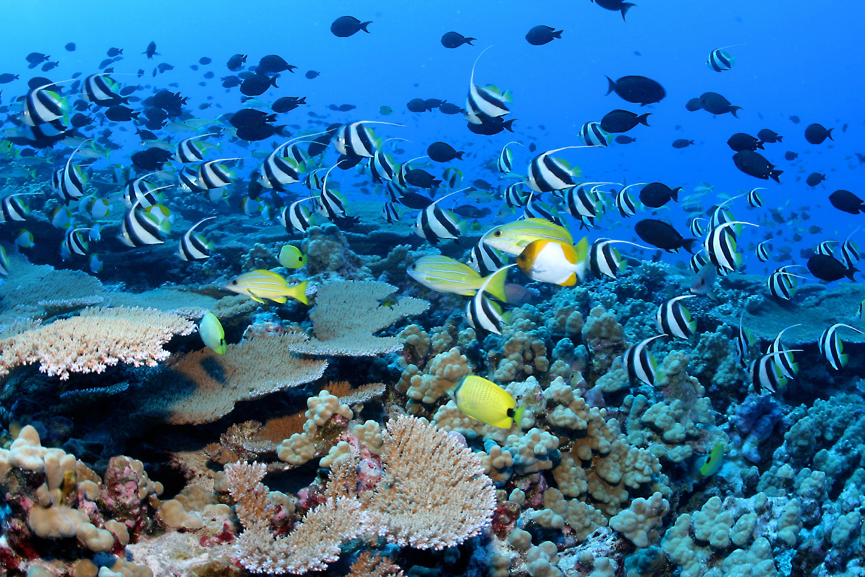 3000x2001 Coral Reef Wallpaper