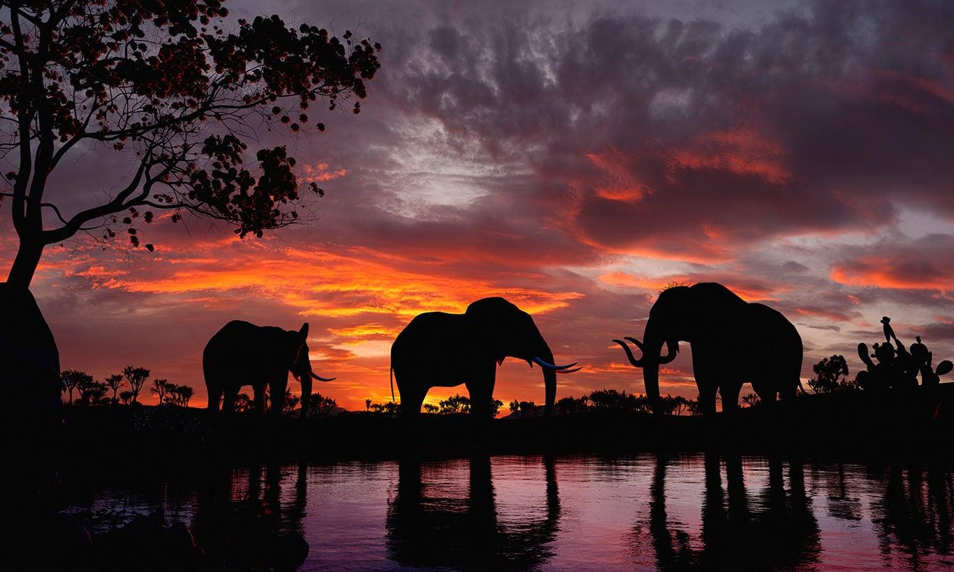 1366x820 Elephants at Sunset Wallpaper Mural
