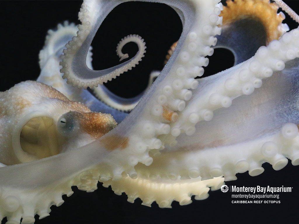 1024x768 Caribbean reef octopus. Wallpaper. Monterey Bay Aquarium
