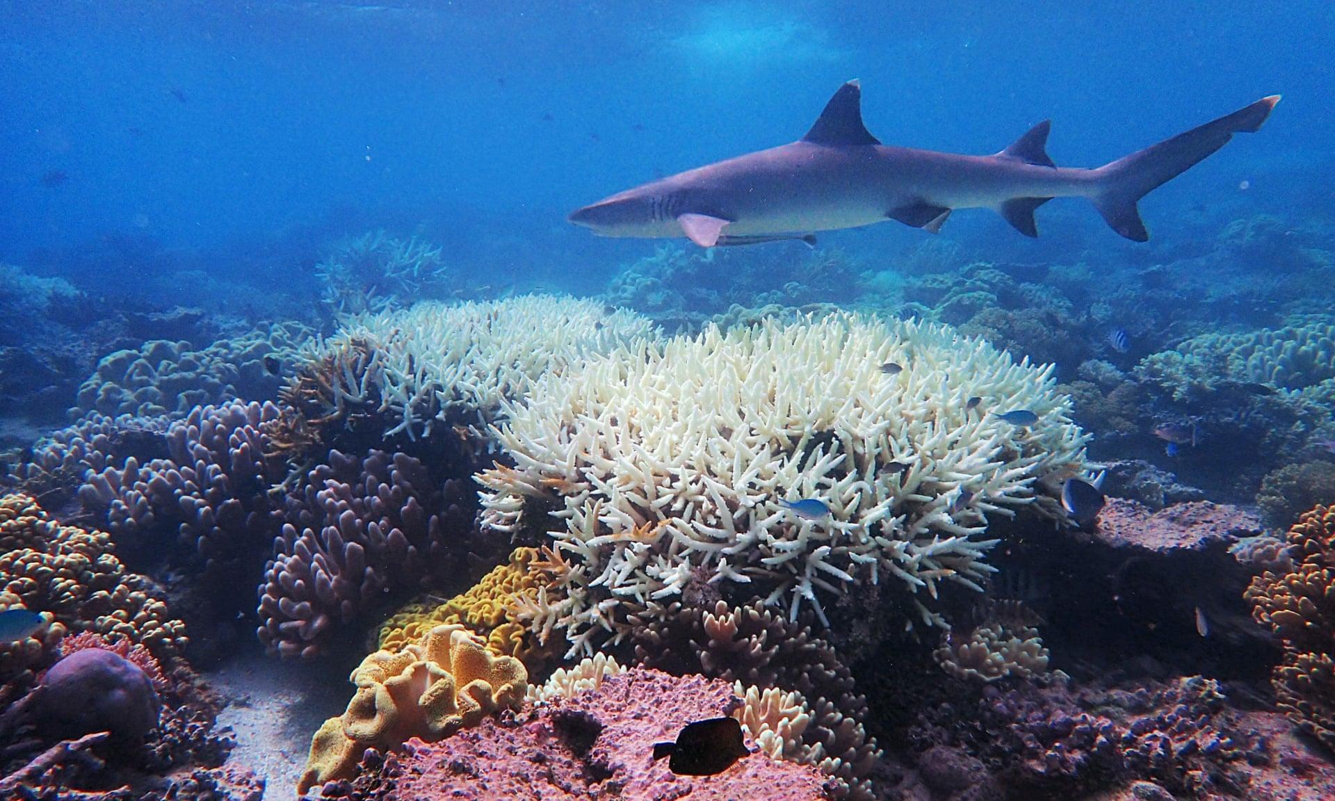 1920x1152 Great Barrier Reef Picture, Barrier, Beautiful, Fish, Great, Natural, Wallpaper, World