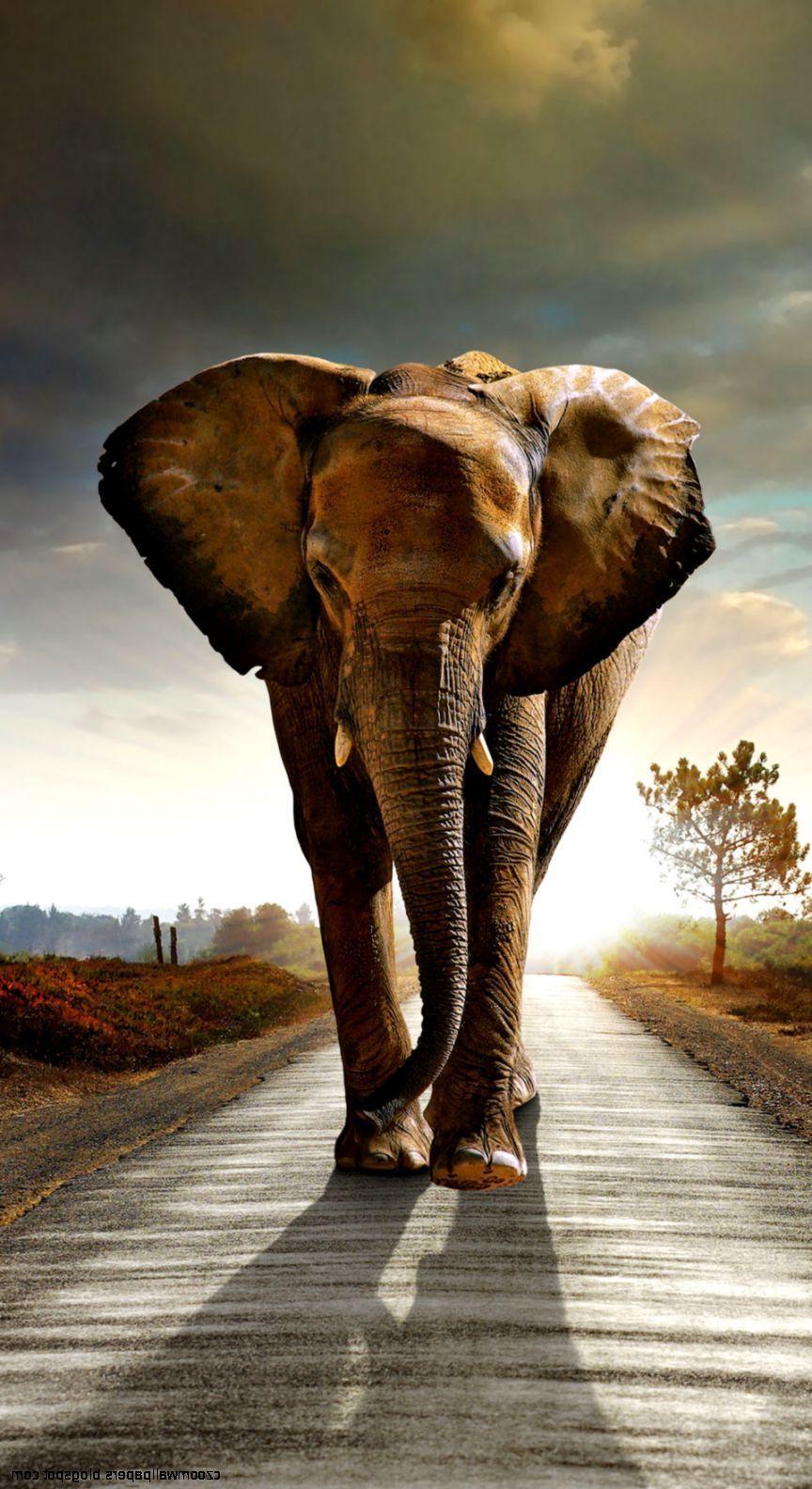 864x1584 Elephant Wallpaper iPhone