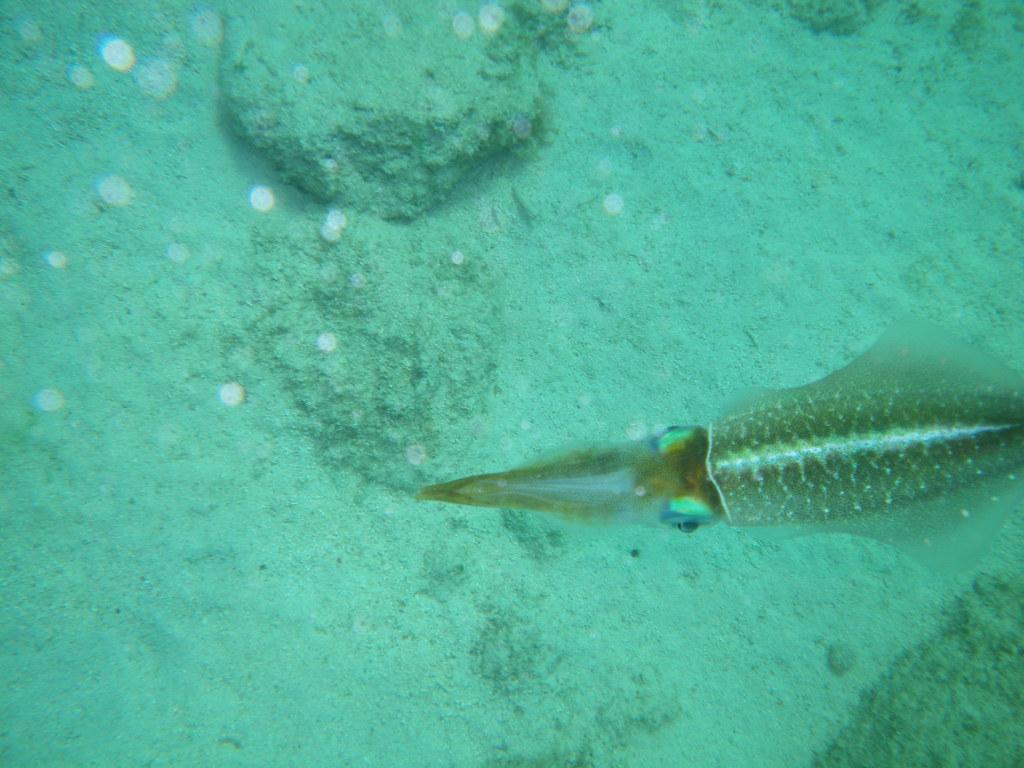 1024x768 Caribbean Reef Squid. This one let me get fairly close befo