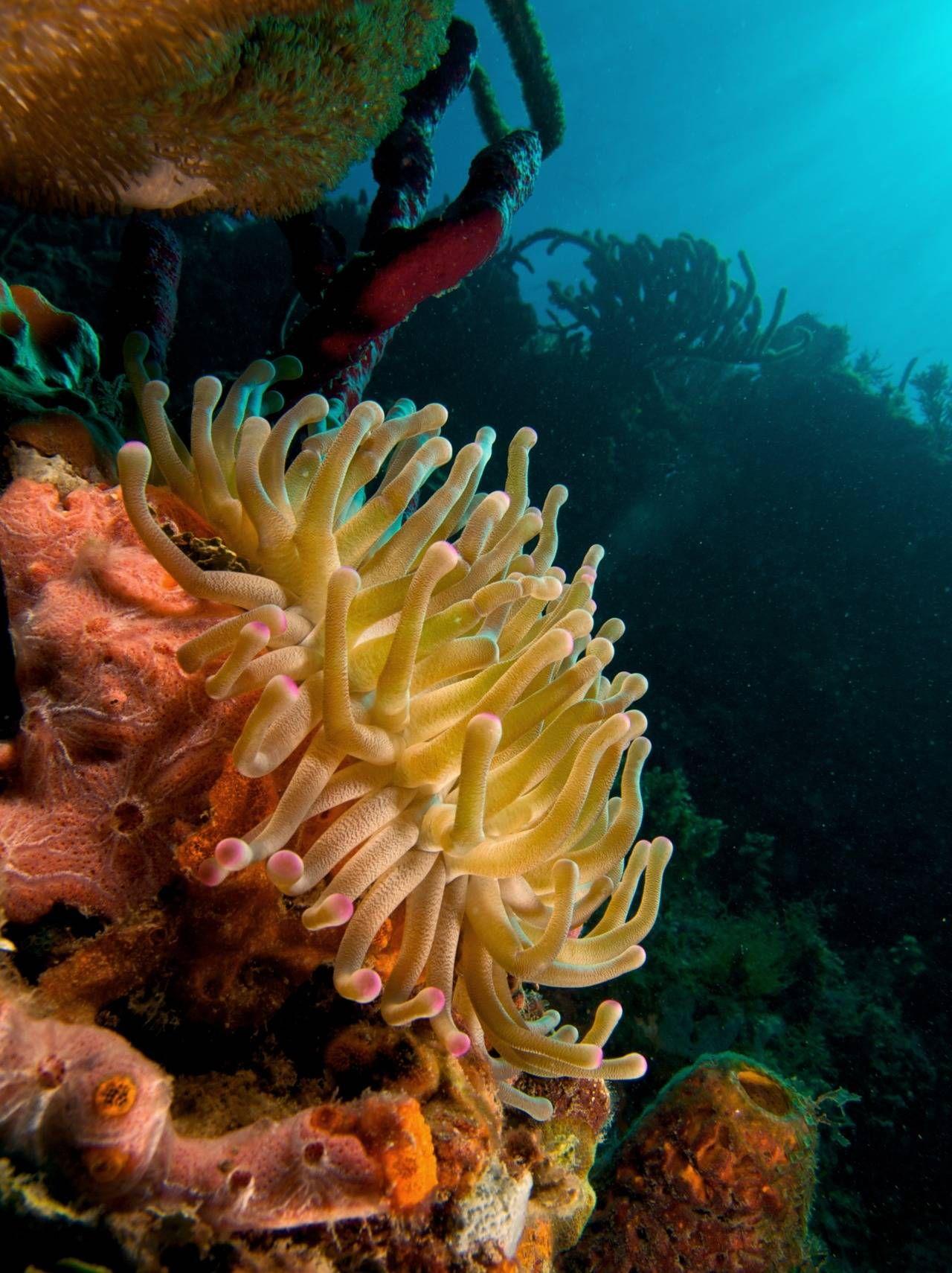 1280x1710 Giant Caribbean Anemone (Condylactis Gigantea) Fish Underwater Sea Life Wallpaper. Anemone, Sea Life Wallpaper, Underwater Sea