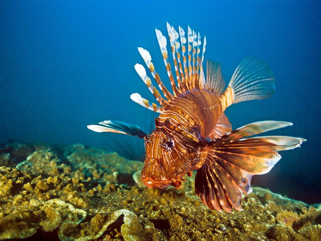 1024x768 A Tour of the Caribbean's Coral Reefs. Condé Nast Traveler