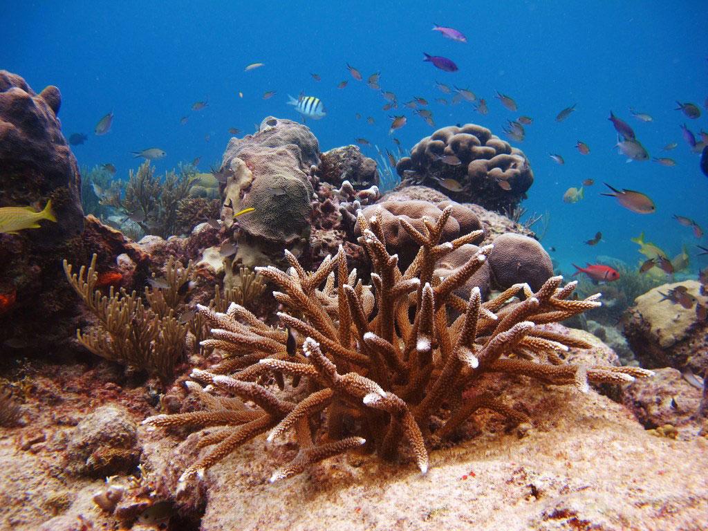 1024x768 Biologists Explore the Effect of Coral Restoration on Caribbean Reef Fish Communities