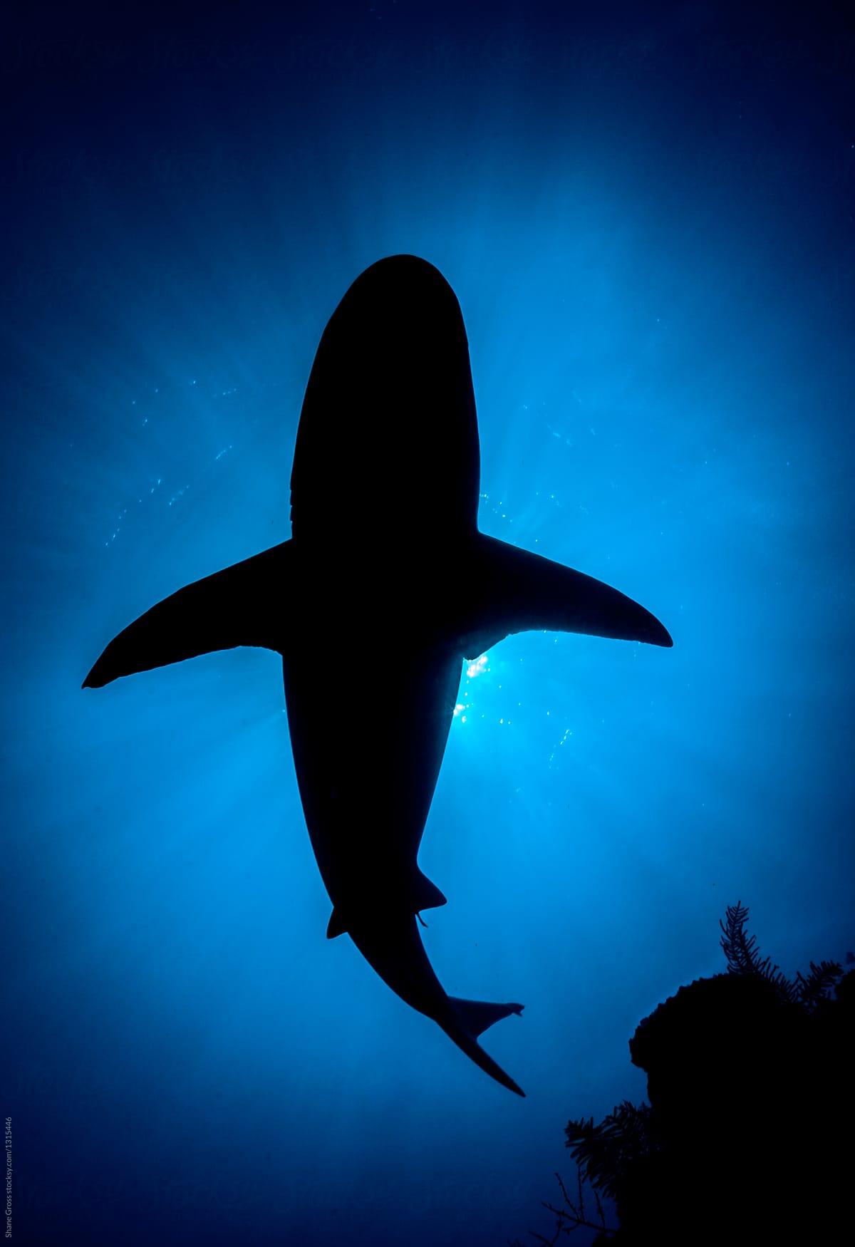 1200x1750 Caribbean Reef Shark Silhouette by Shane Gross, Silhouette