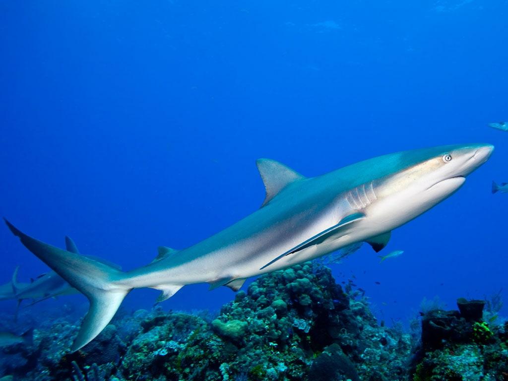 1024x768 A Tour of the Caribbean's Coral Reefs. Condé Nast Traveler