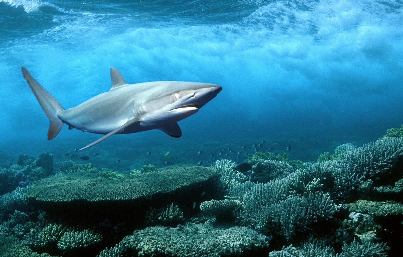 1332x850 Wallpaper sea, beauty, shark image for desktop, section животные