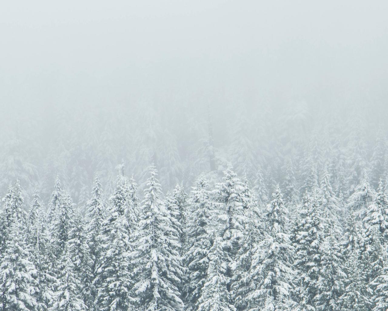 1280x1024 Free download Snow Covered Trees 219 Wallpaper Ultrawide Monitor 219 Wallpaper [3440x1440] for your Desktop, Mobile & Tablet. Explore Ultrawide Monitor Wallpaper. Ultra Wide Wallpaper 2560x1080 HD Wallpaper, 21 9 Wallpaper 3440x1440