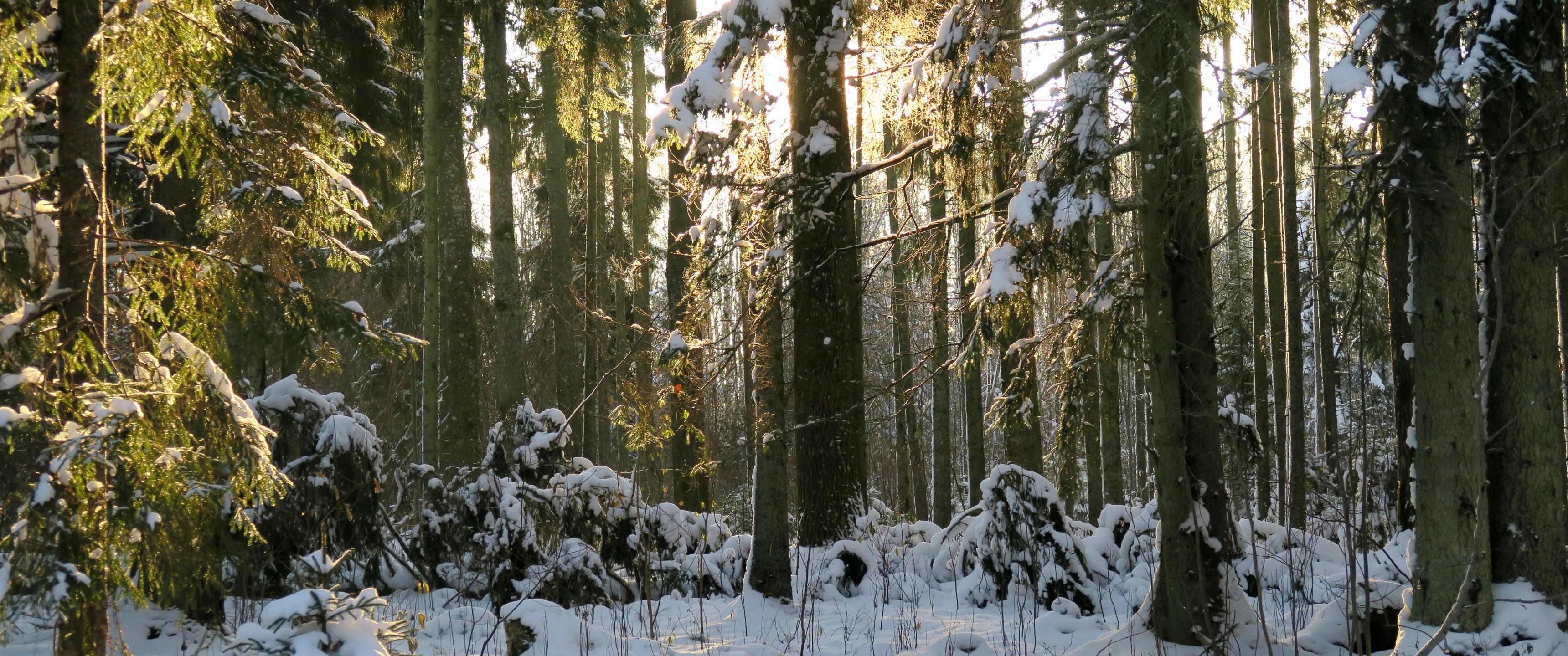 3440x1440 Download 3440x1440 Winter, Forest, Snow, Trees, Sunlight Wallpaper
