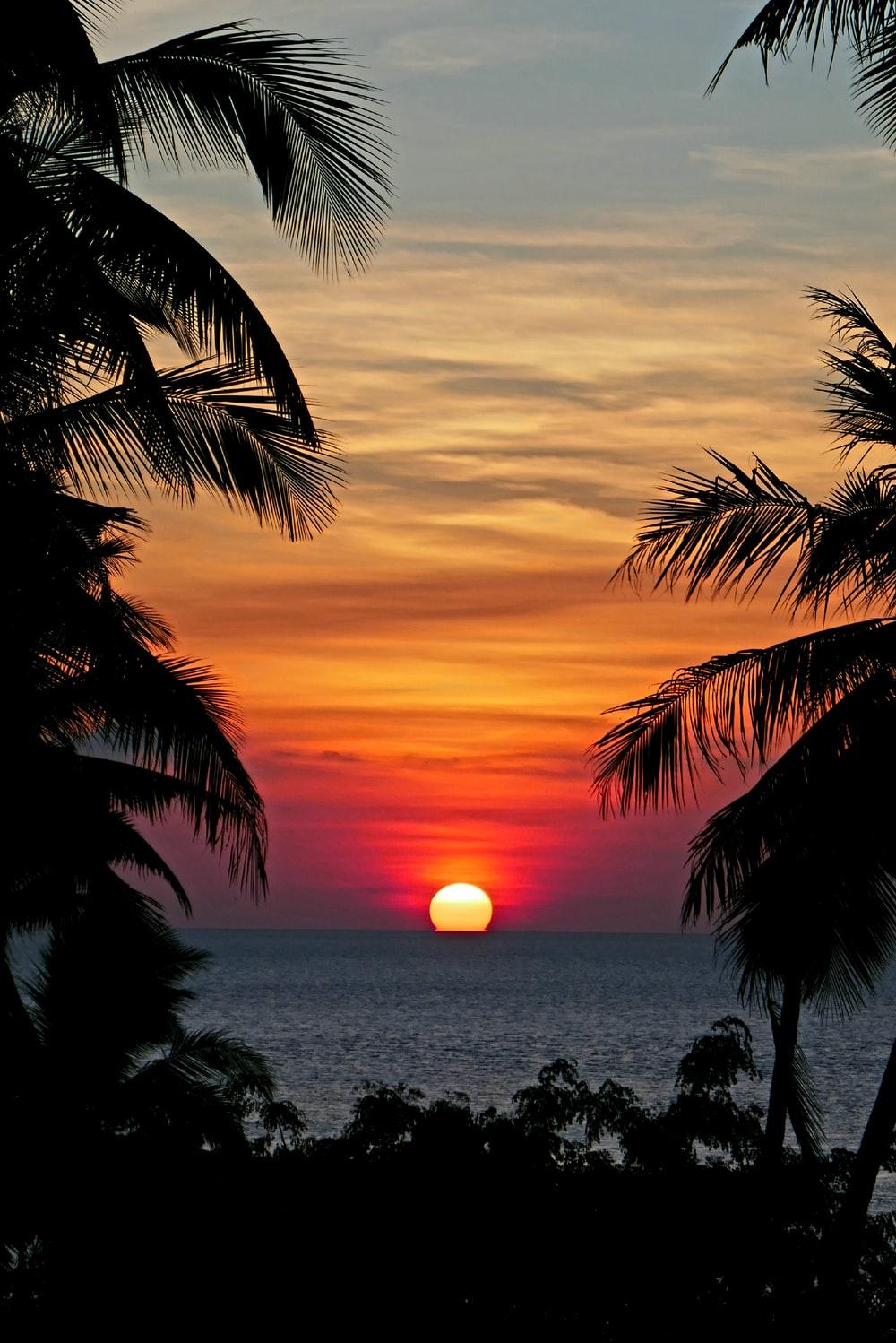 1000x1498 Stunning Tropical Sunset Picture [HD]. Download Free Image