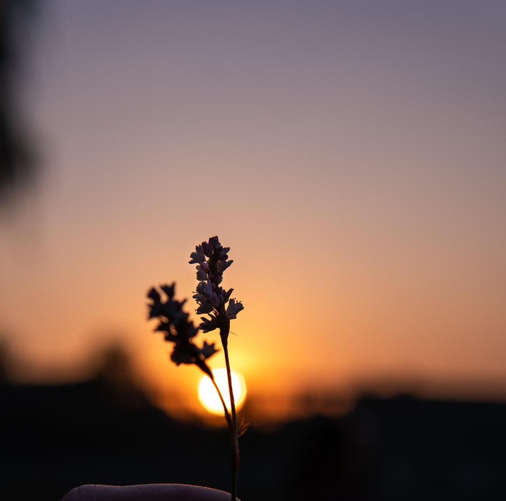 1000x989 Flowers Sunset Picture. Download Free Image