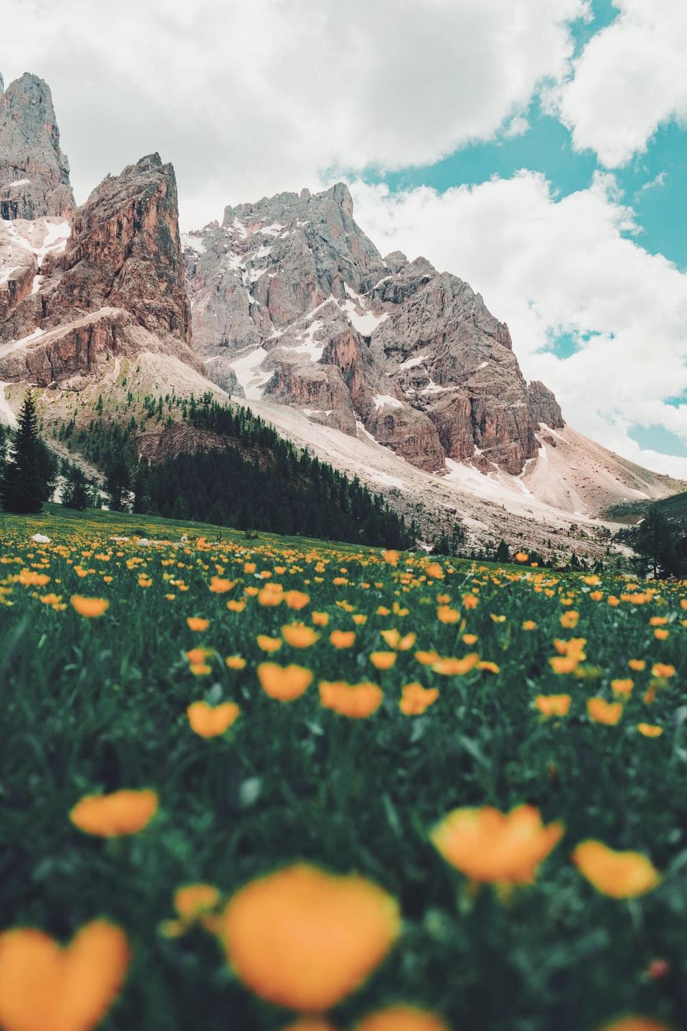 1000x1500 Nature Background Image: Download HD Background