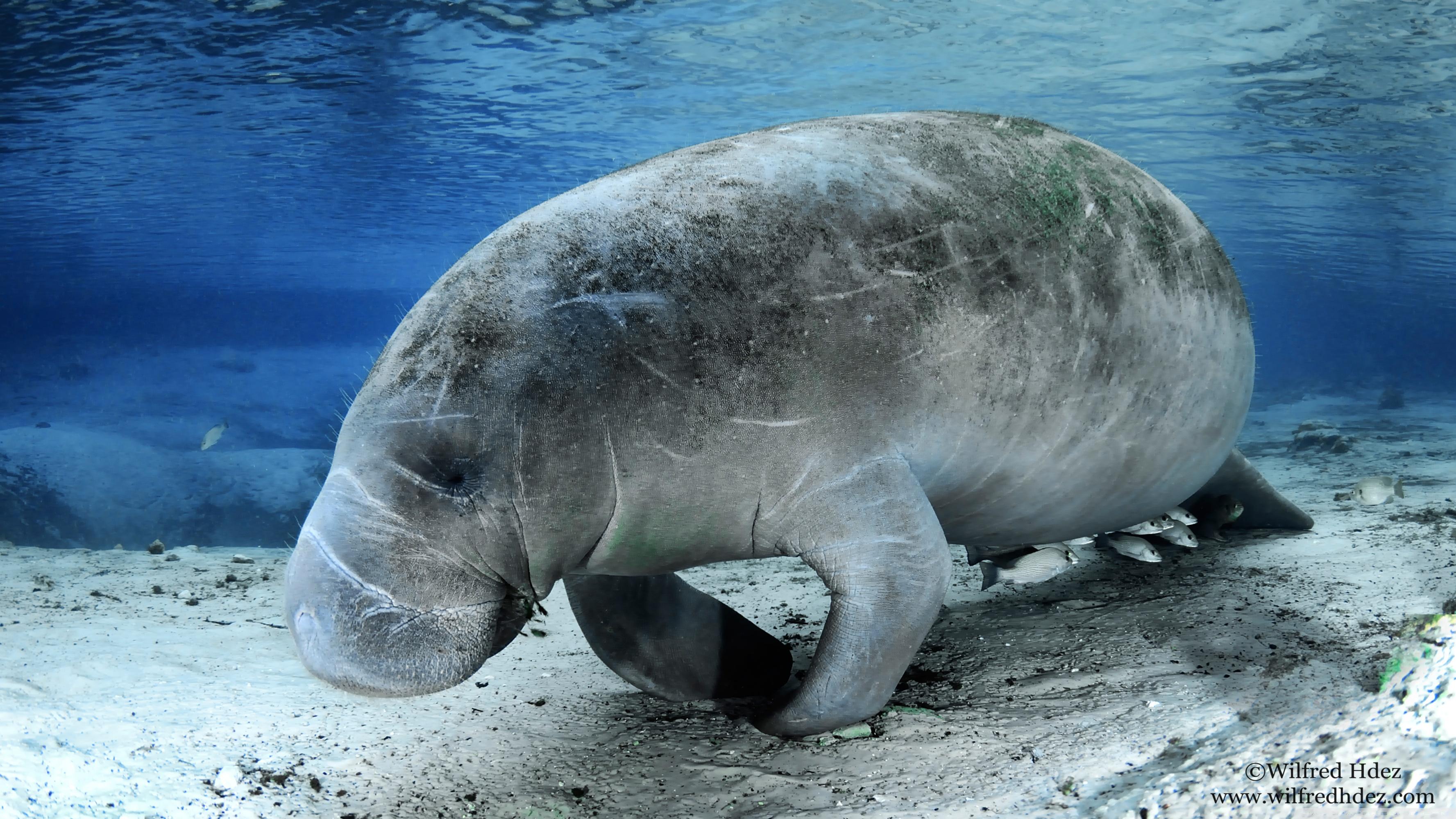 3554x1999 Dugong Wallpaper. Dugong Wallpaper