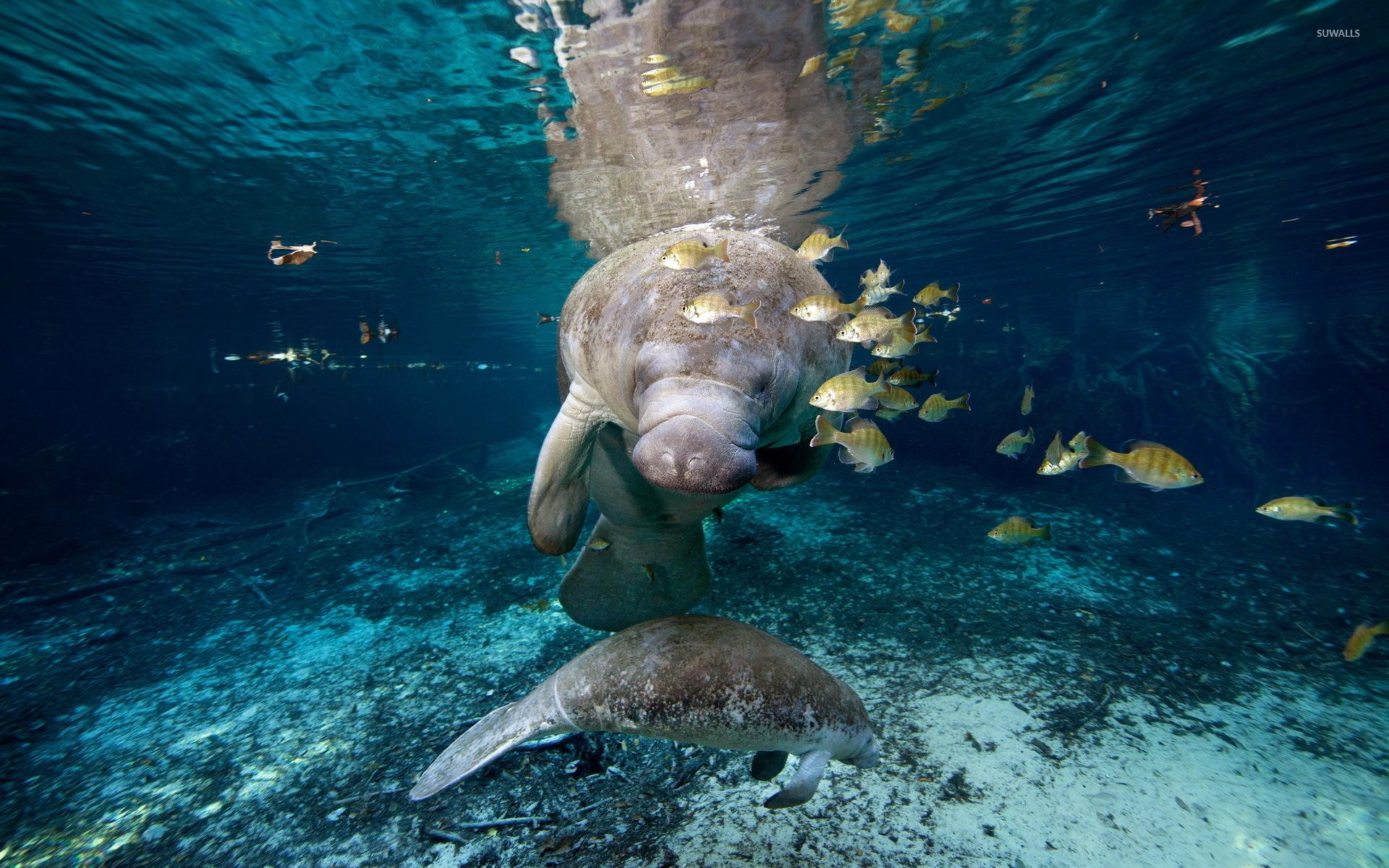 1920x1200 Manatee Wallpaper