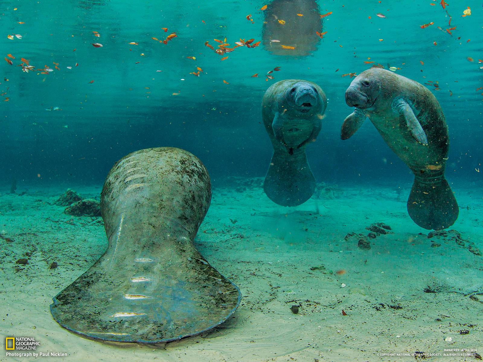 1600x1200 Manatee Wallpaper