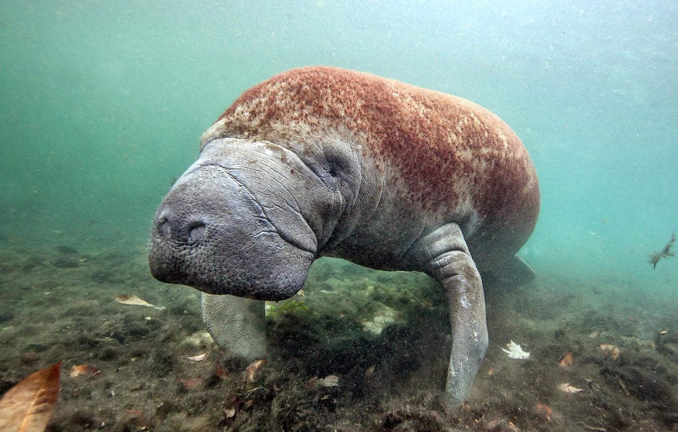 1332x850 Wallpaper manatee, sea cow, Florida, Crystal River, West Indian Manatee image for desktop, section животные