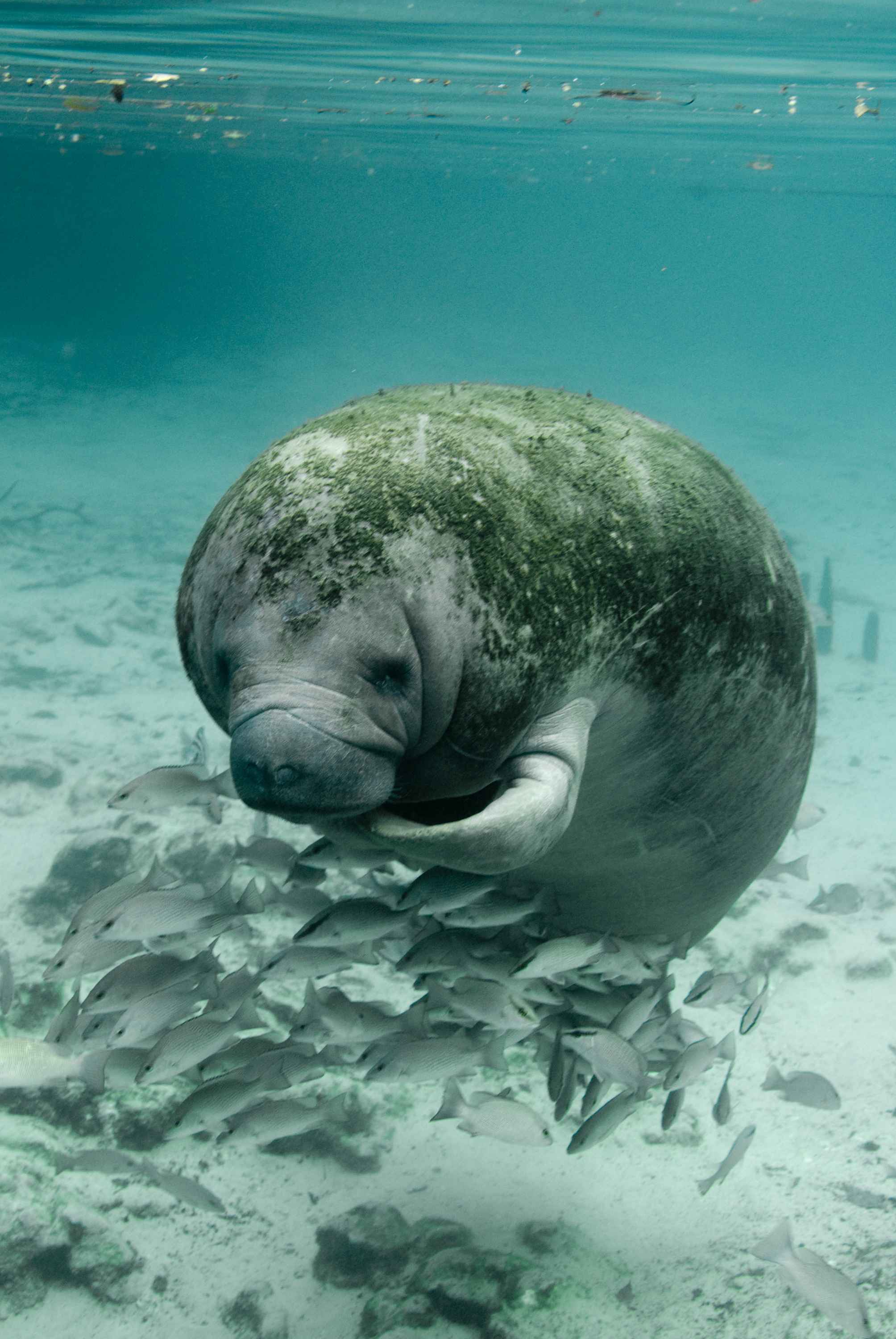 2008x3000 Manatee trichechus manatus latirostris close up underwater