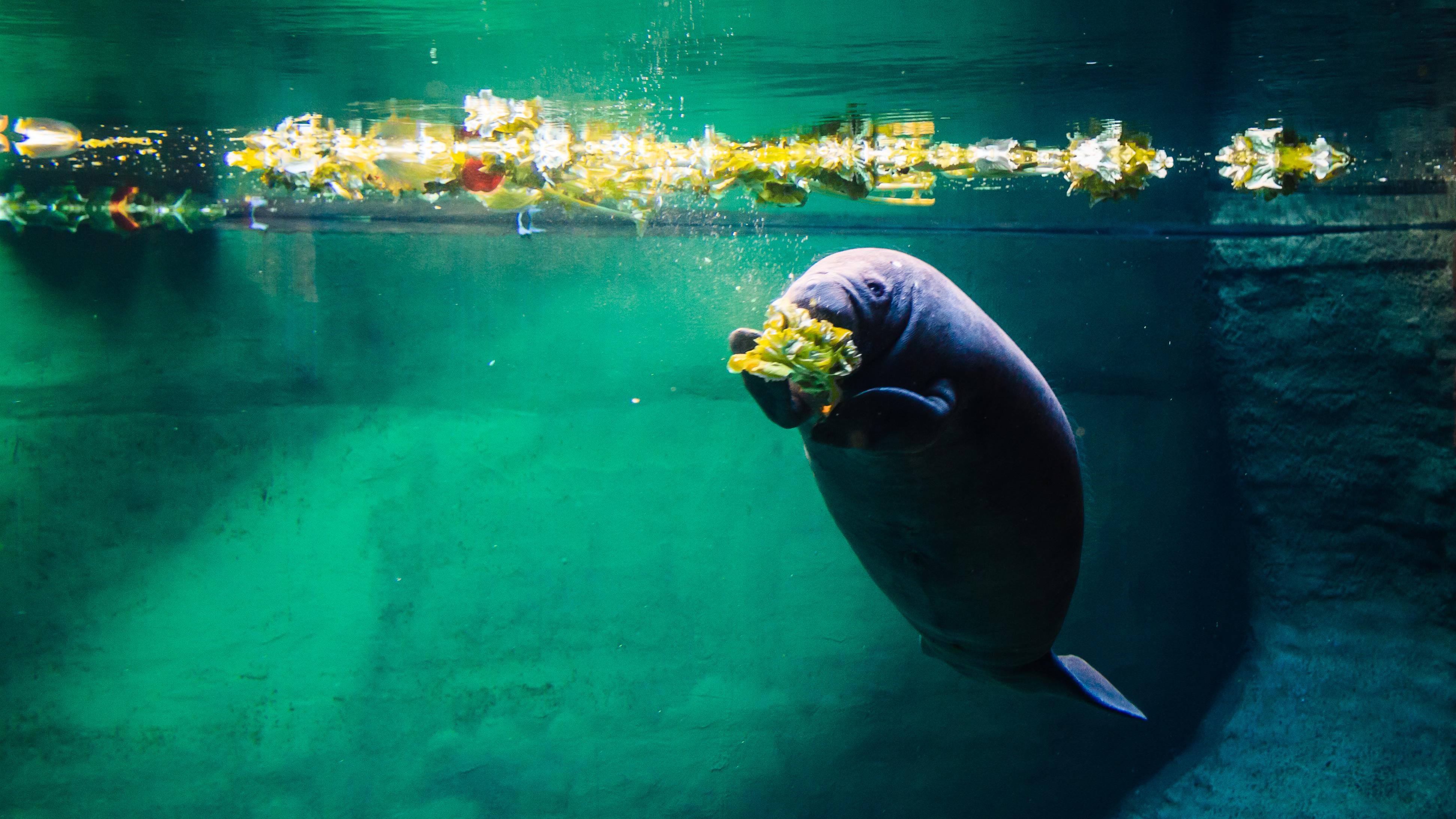 3888x2187 Free Manatee Wallpaper, Manatee Wallpaper Download