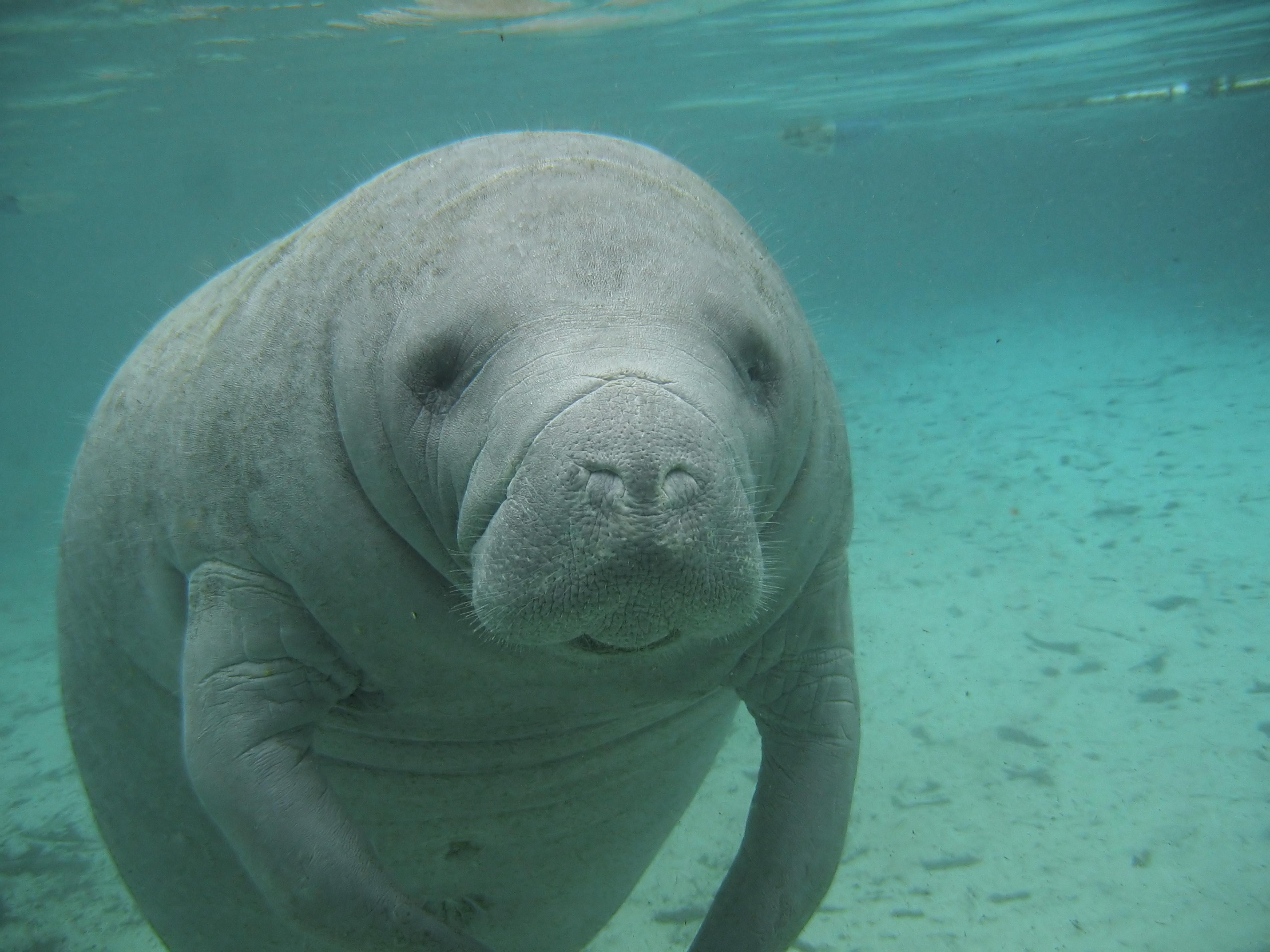 3800x2850 Manatee wallpaper, Animal, HQ Manatee pictureK Wallpaper 2019