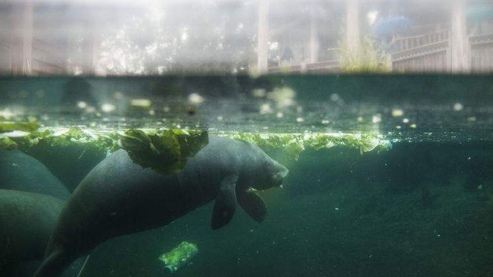 1600x900 Computer Model Predicts Change In Fortunes For Once Endangered Manatee