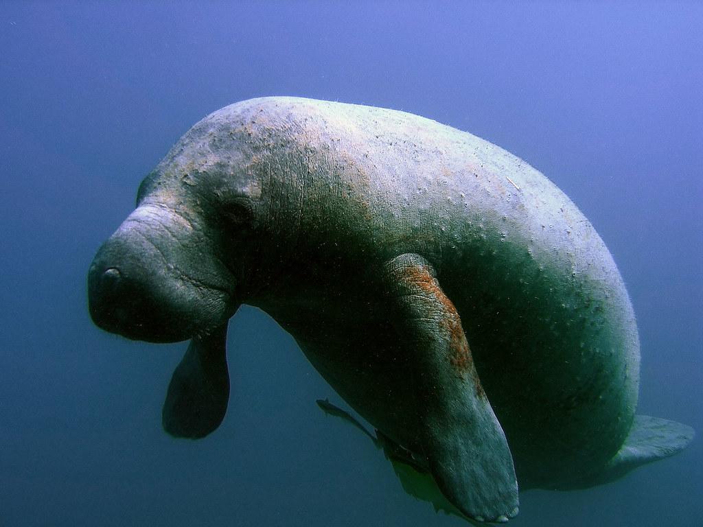 1024x768 Manatee. A Manatee, Also Known As A 'seacow.' These Air Bre