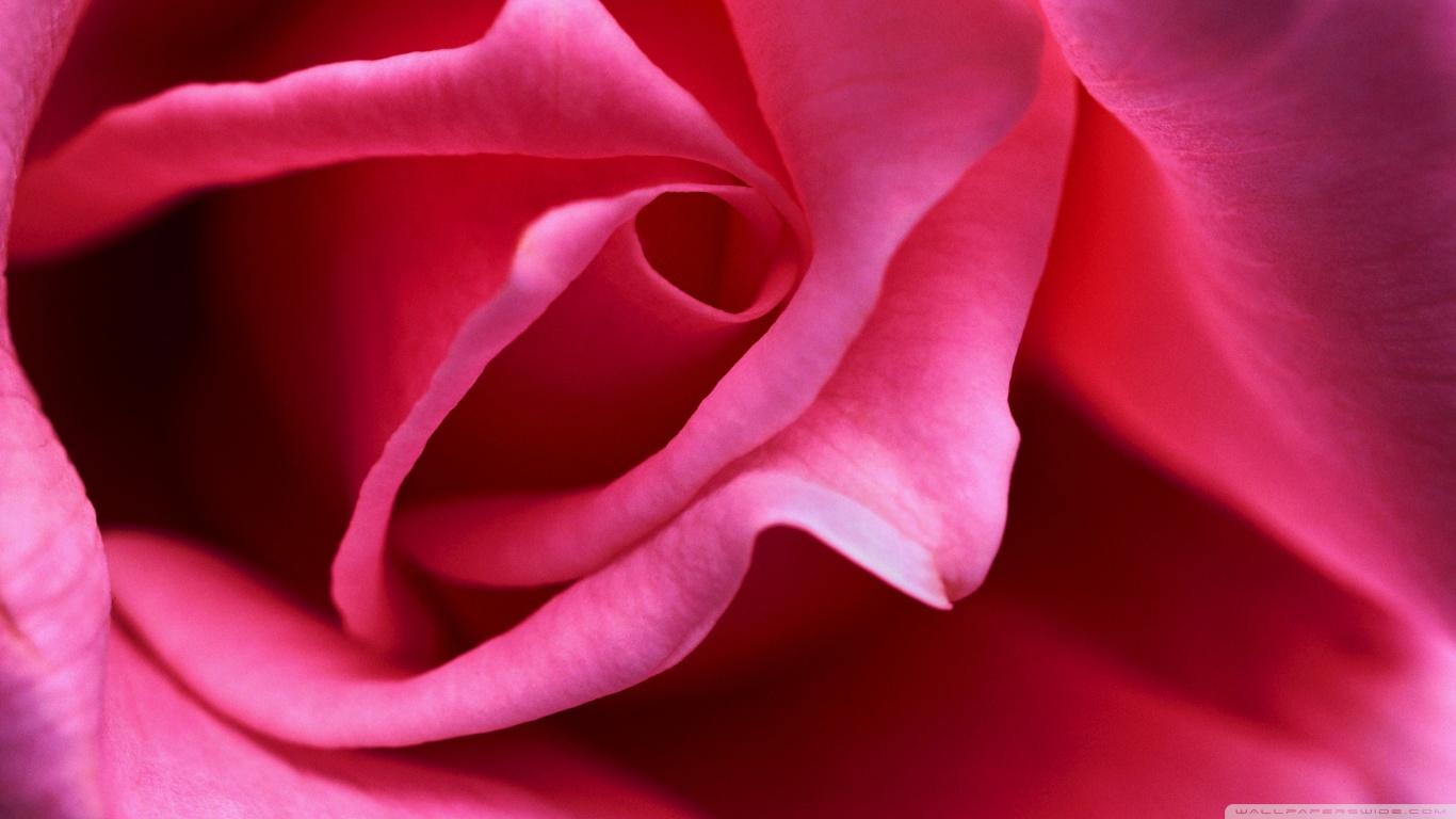 Red Pink Desktop Wallpapers Top Free Red Pink Desktop Backgrounds