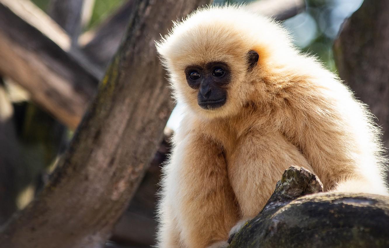 Gibbon Wallpapers  Top Free Gibbon Backgrounds  WallpaperAccess