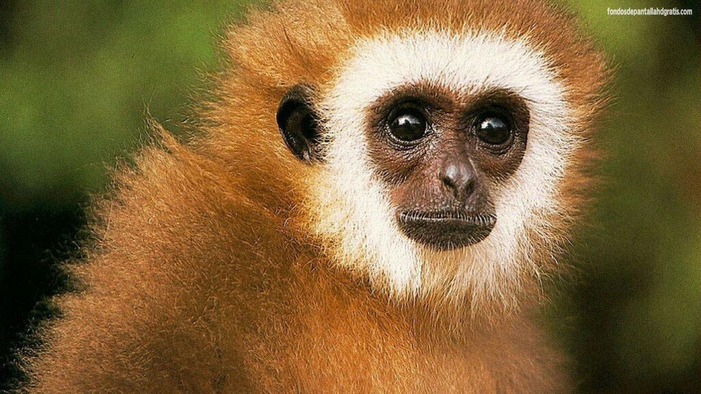 1366x768 Free download animals the animal kingdom HD image wallpaper HD 1366x768 HD [1366x768] for your Desktop, Mobile & Tablet. Explore 1366x768 HD Desktop Wallpaper Animals. HD Animal Wallpaper for