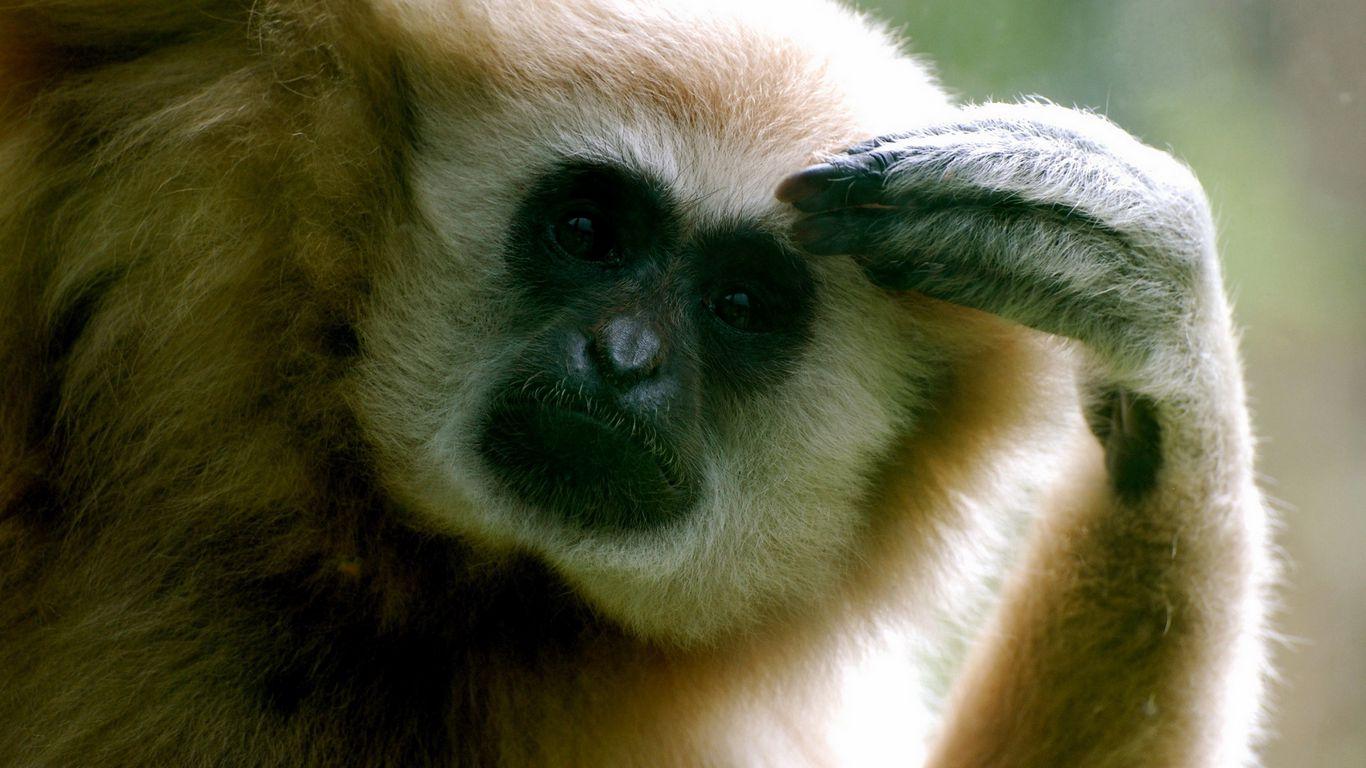 1366x768 Download wallpaper 1366x768 monkey, thinks, paw tablet, laptop HD background
