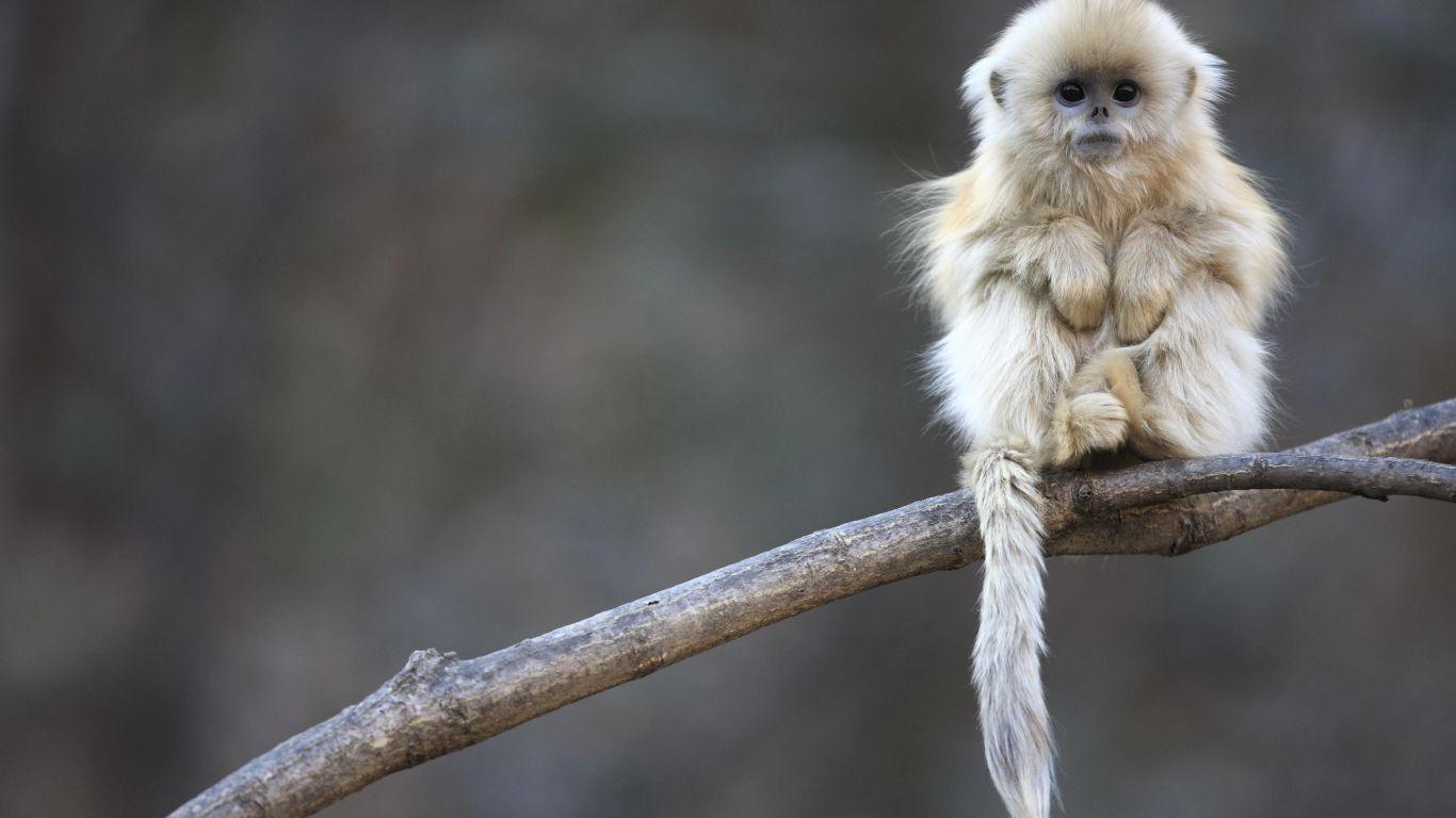 1366x768 Baby Snub Nosed Monkey From Central China Wallpaper In 1366x768 Resolution