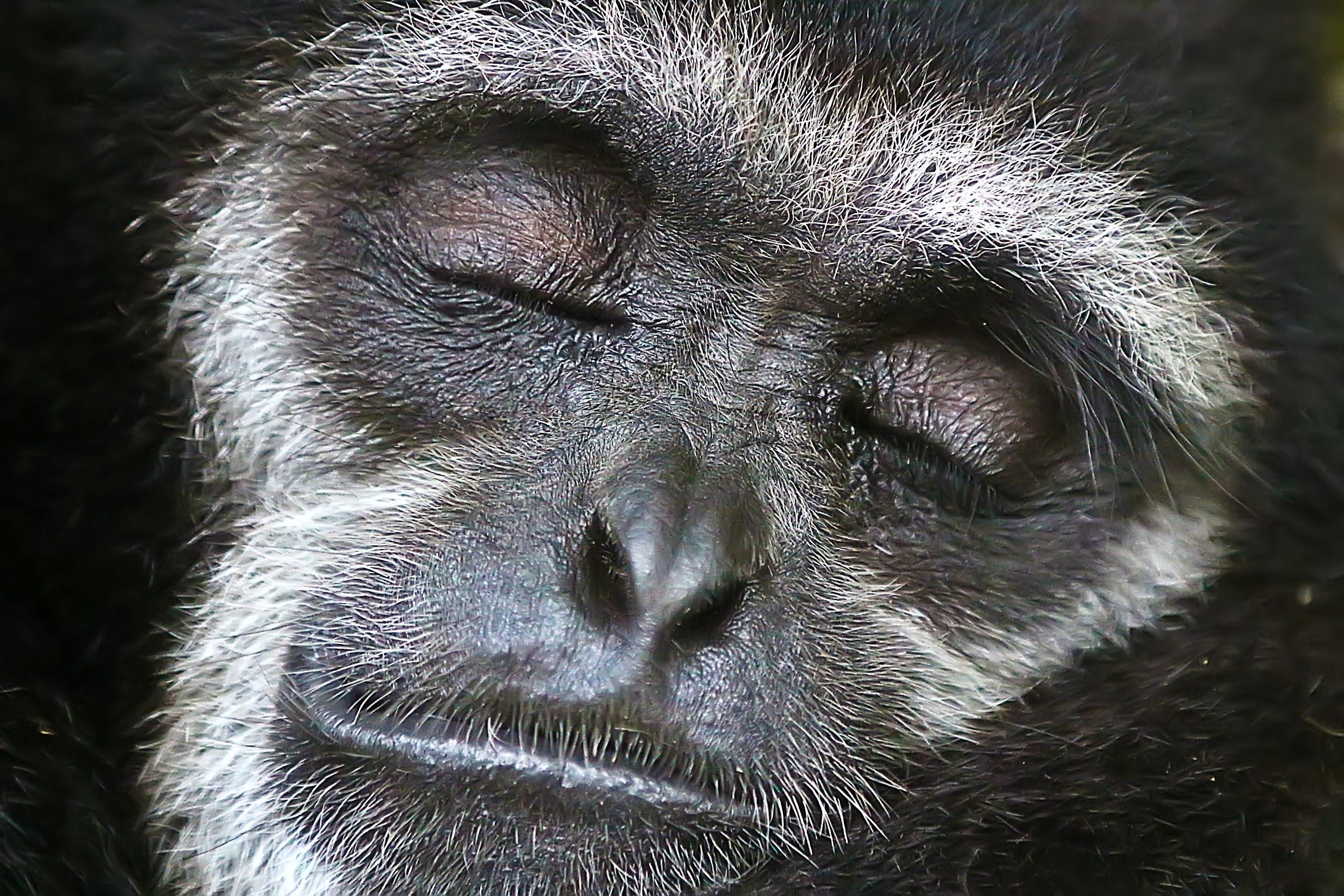 3456x2304 Wallpaper / dreaming gibbon 4k wallpaper free download