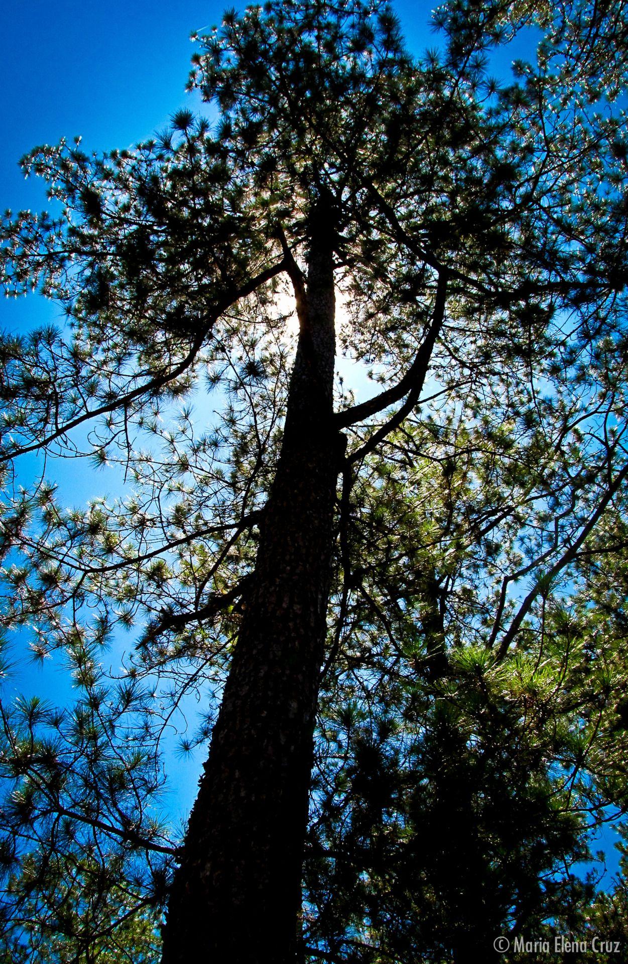 1251x1920 The View From Pluto. Baguio city, Outdoor furniture ideas backyards, Tree