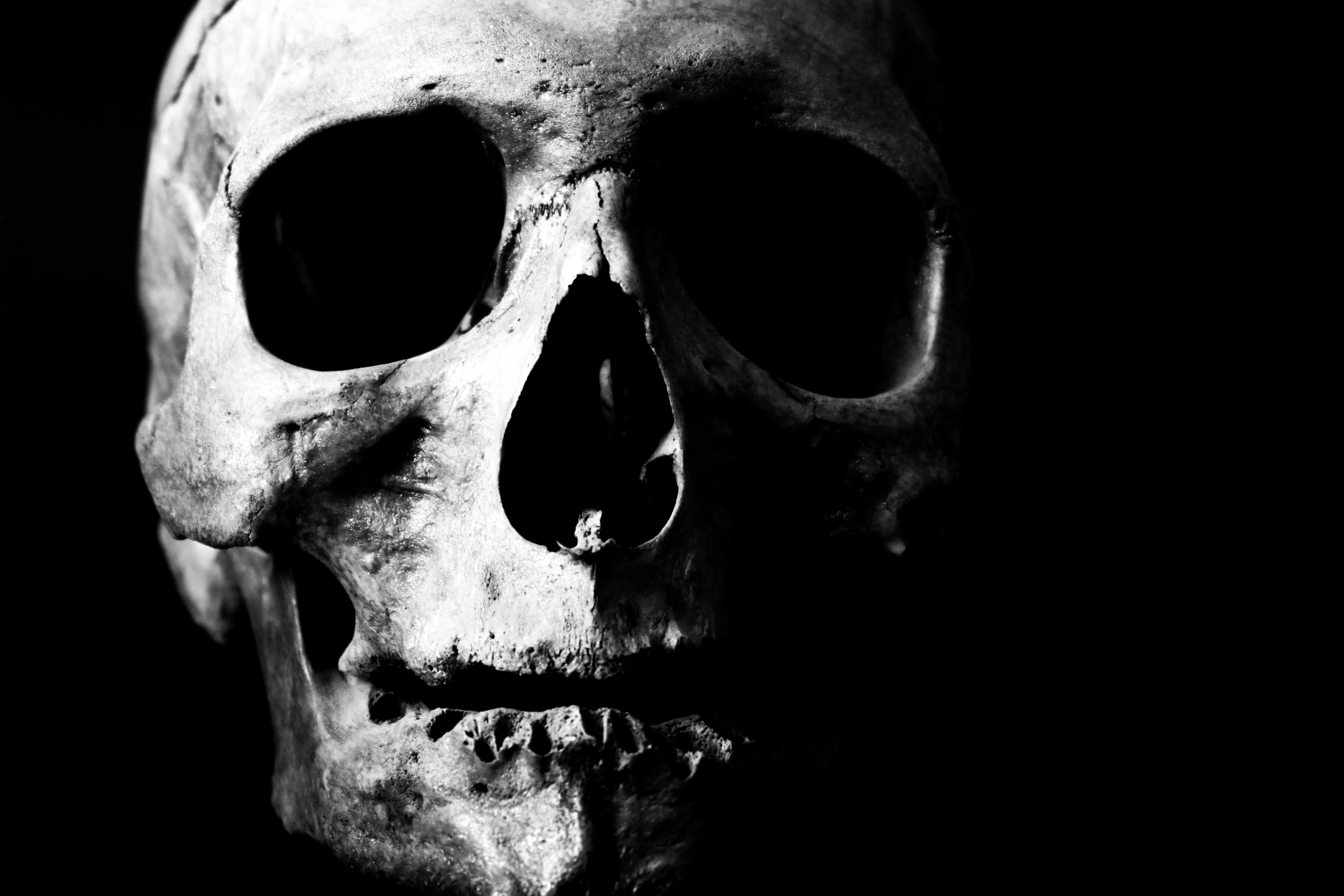 6000x4000 black horror wallpaper, head, skull, bone, eyewear, jaw, human, black and white, monochrome photography, photography, monochrome