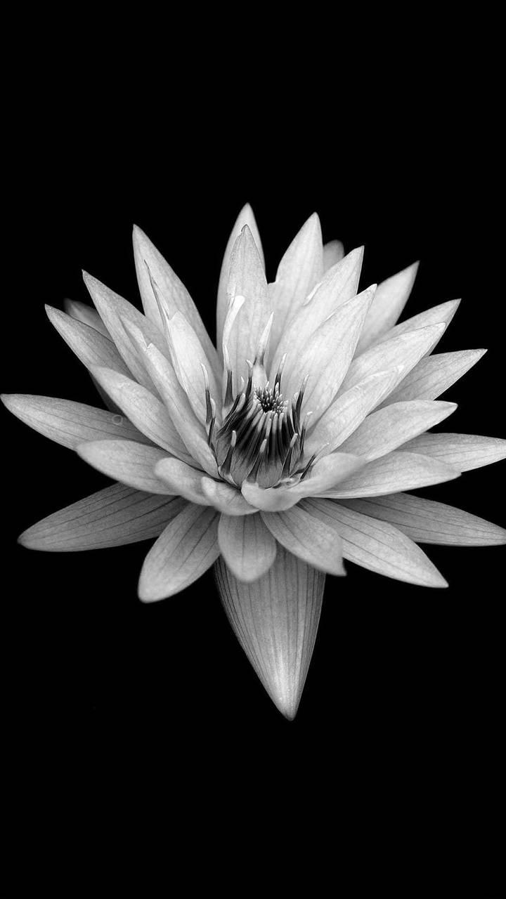 Flower Black Wallpapers Top Free Flower Black Backgrounds