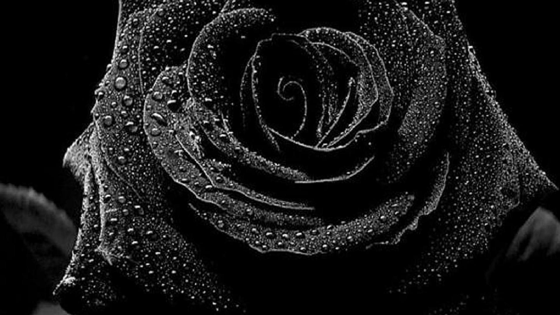 1920x1080 Flowers on Black Background