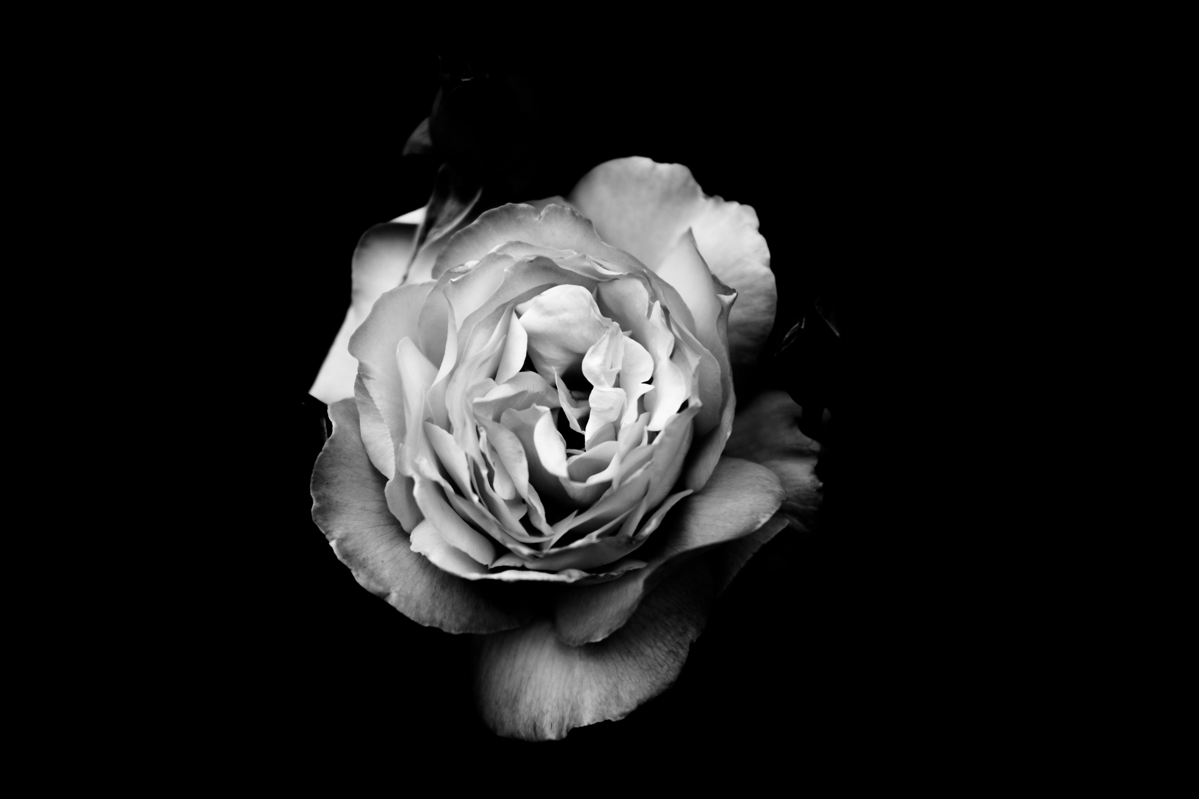 4896x3264 4896x3264 #flower, #floral, #plant, #symbol, #Free picture, #blossom, #close, #natural, #black background, #wallpaper, #rose, #design, #leaf, #black wallpaper, #black & white. Mocah HD Wallpaper