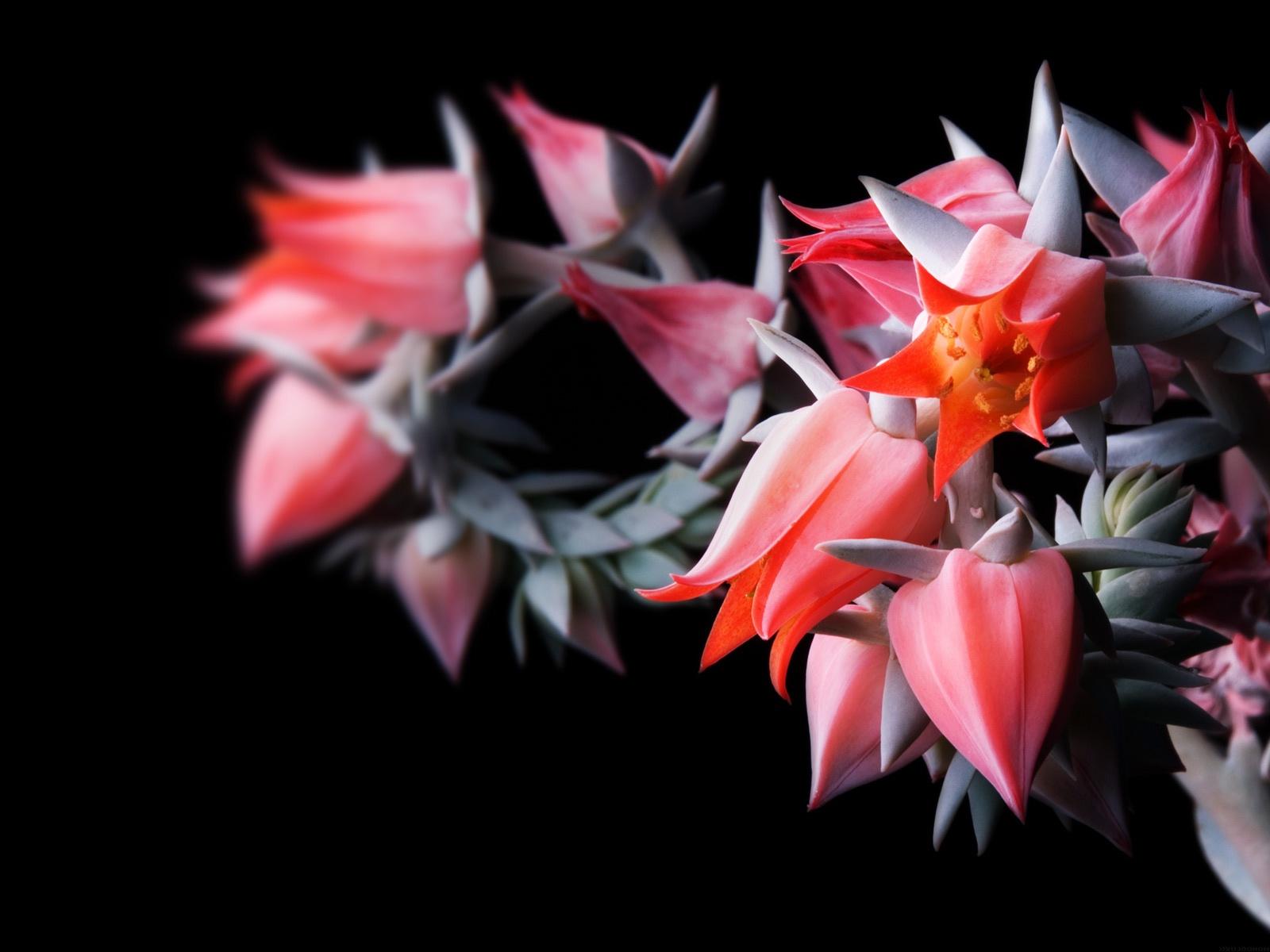 1600x1200 Flowers in Black Wallpaper in jpg format for free download