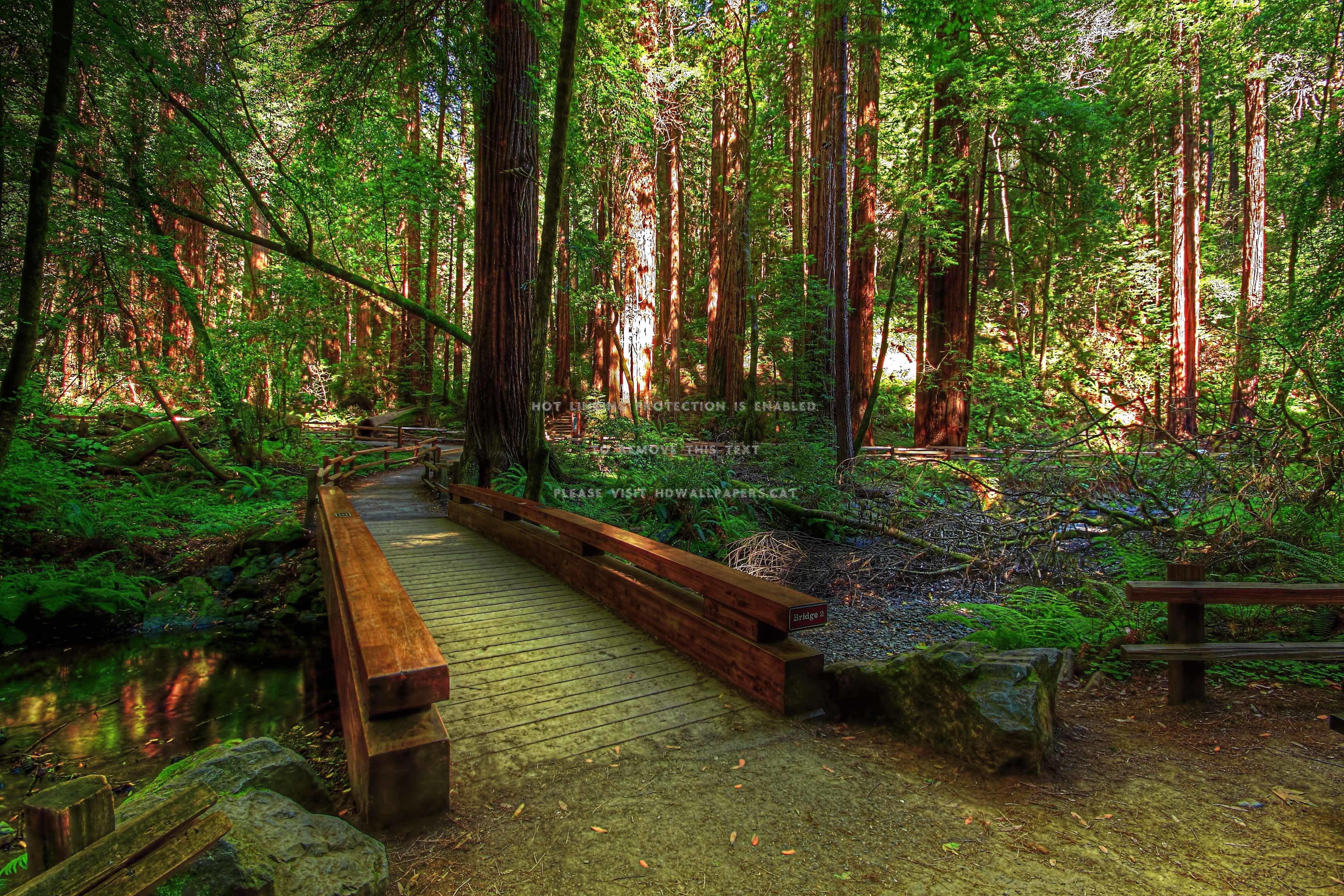 4272x2848 Forest Hdr Relax Calm Nice Grass Beautiful