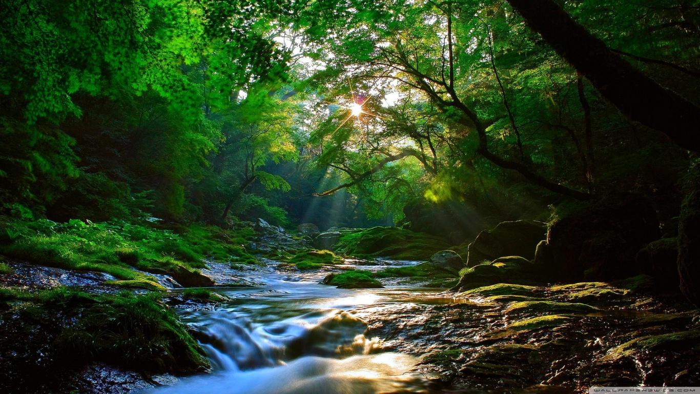 1366x768 Beautiful Sunlight at Forest Ultra HD Desktop Background Wallpaper for 4K UHD TV : Tablet