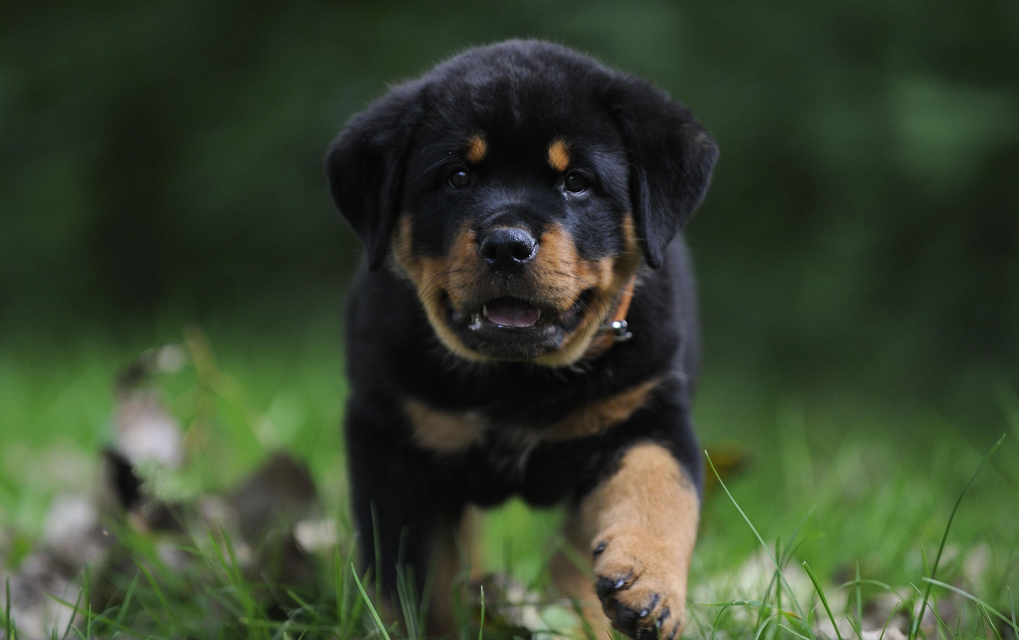 3524x2212 Rottweiler Puppies Wallpaper, HD Rottweiler Puppies Background on WallpaperBat