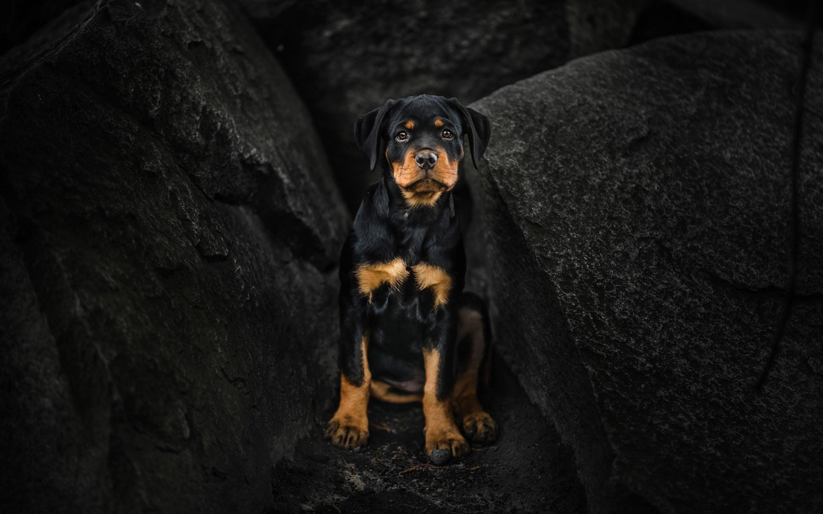 2880x1800 Rottweiler Puppy Macbook Pro Retina HD 4k Wallpaper, Image, Background, Photo and Picture